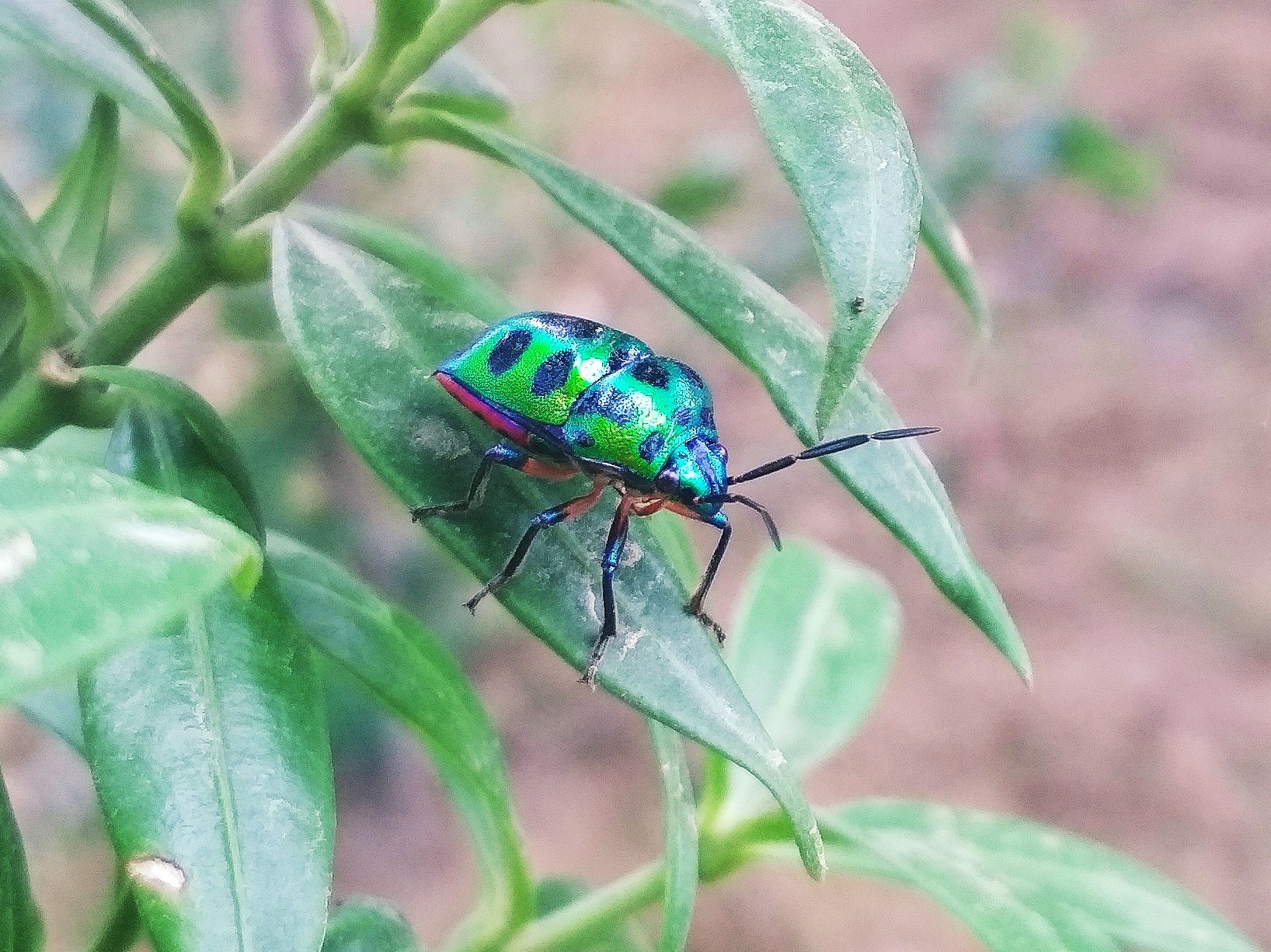 Shiny Bug on a Leaf