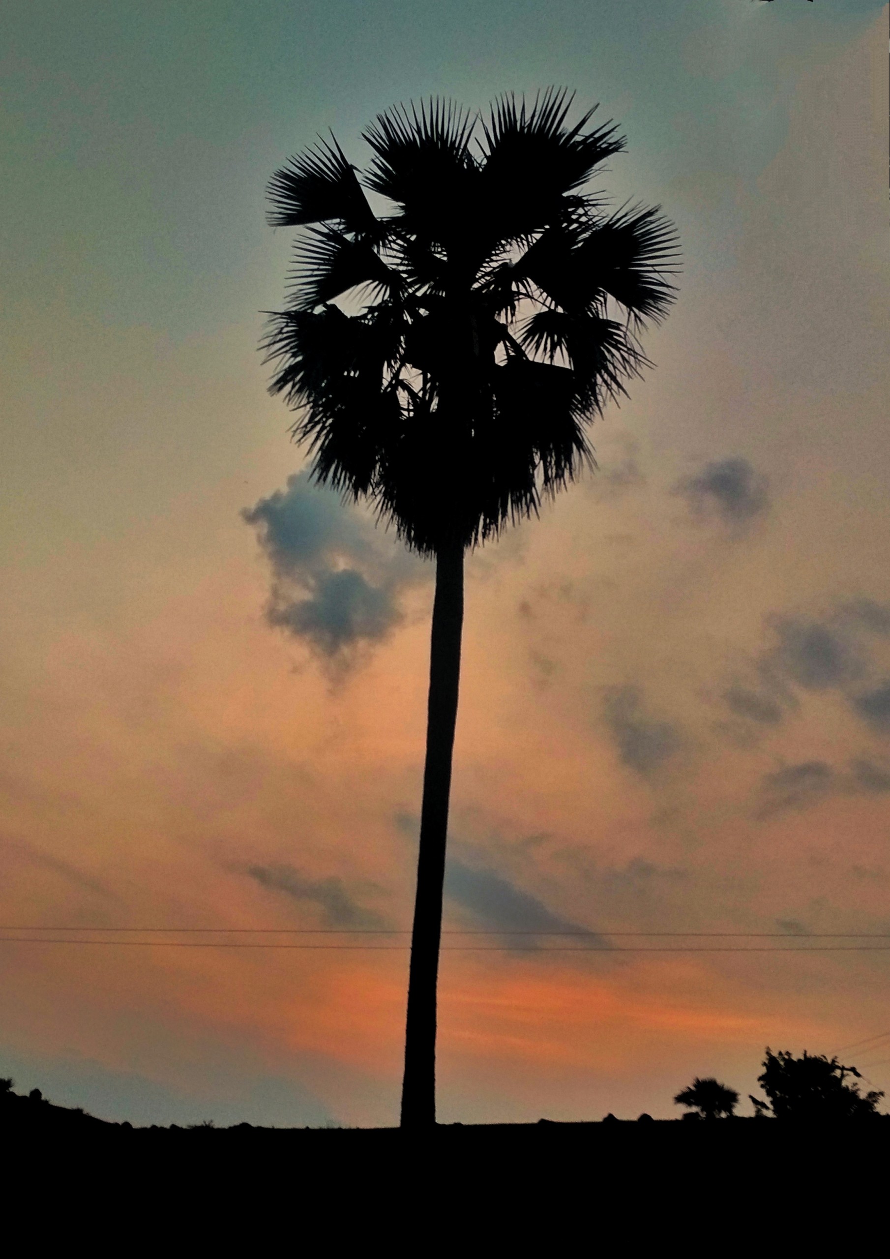 Silhouette of Palmyra Palm