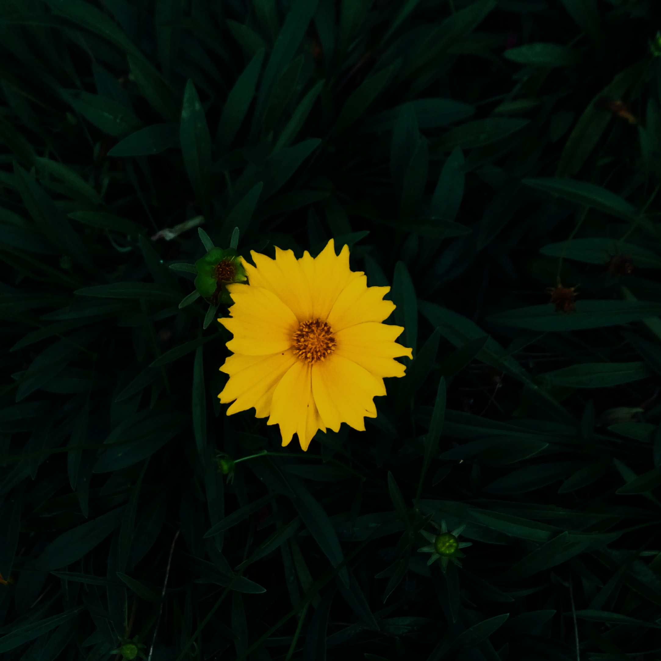 Single yellow flower with dark green leaves