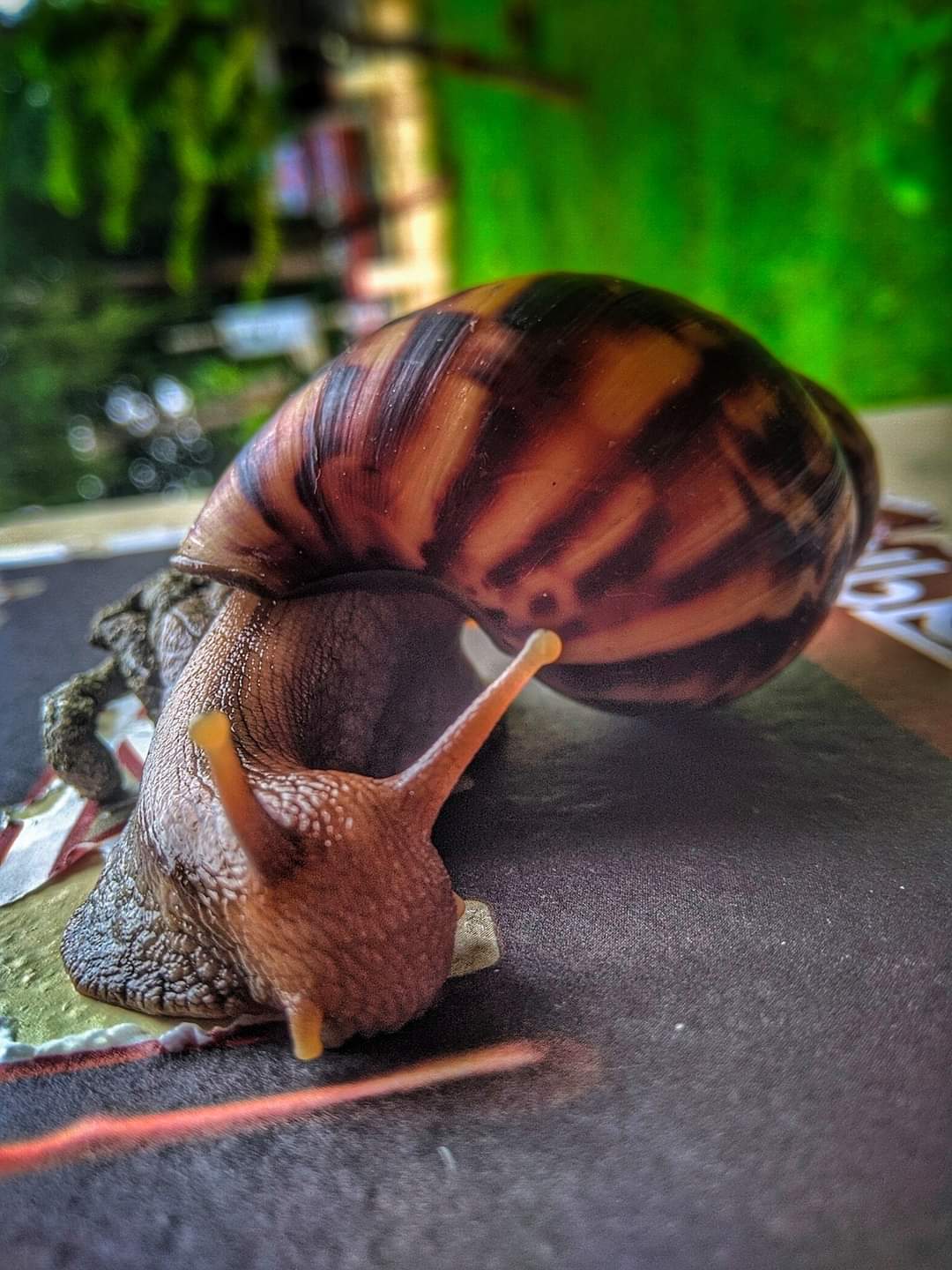 Snail ?