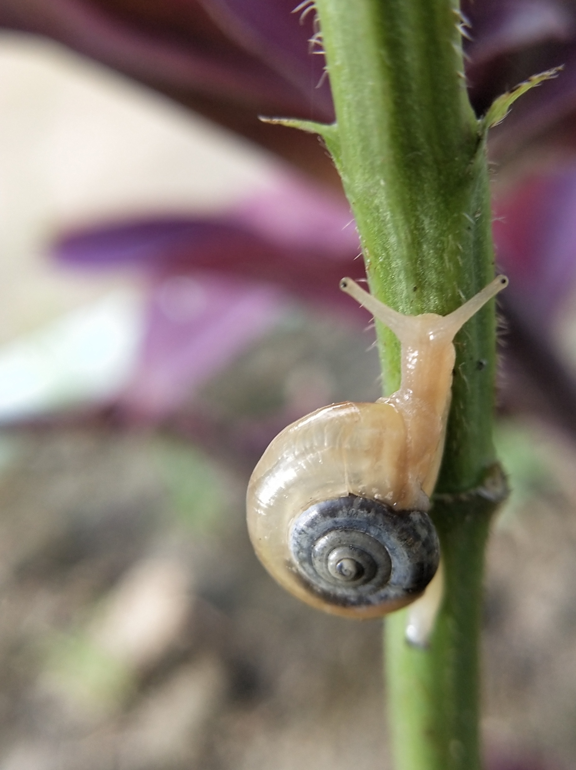 snail on a plant
