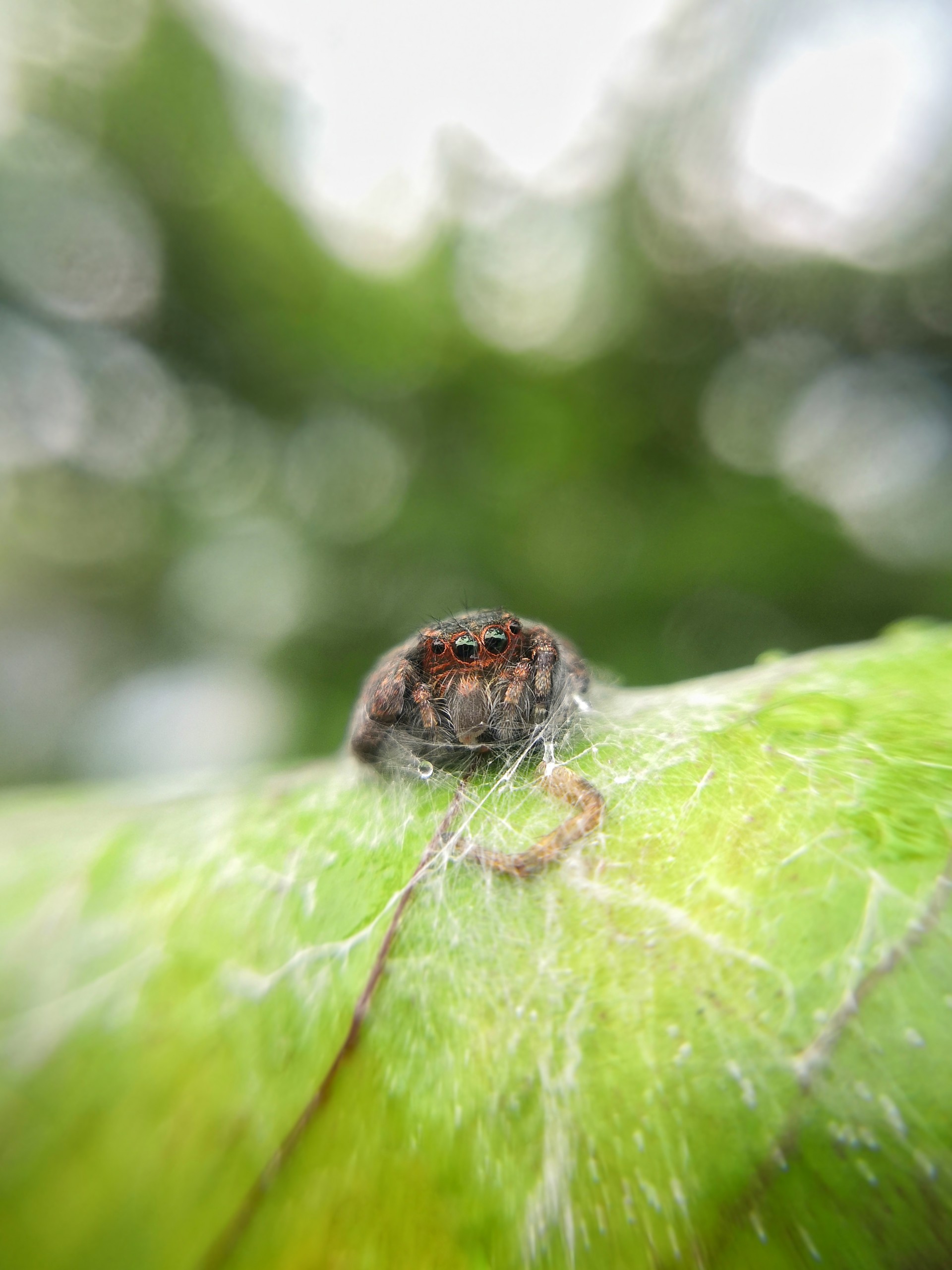 Spider and its Web on Focus