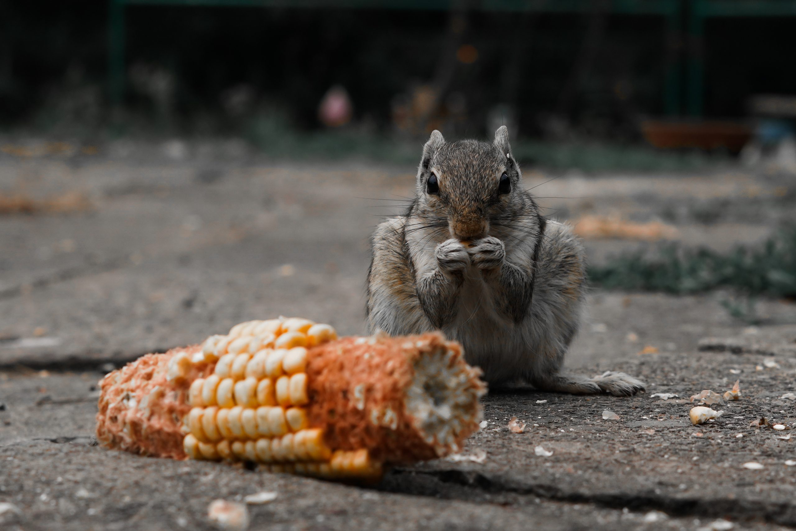Squirrel eating corn