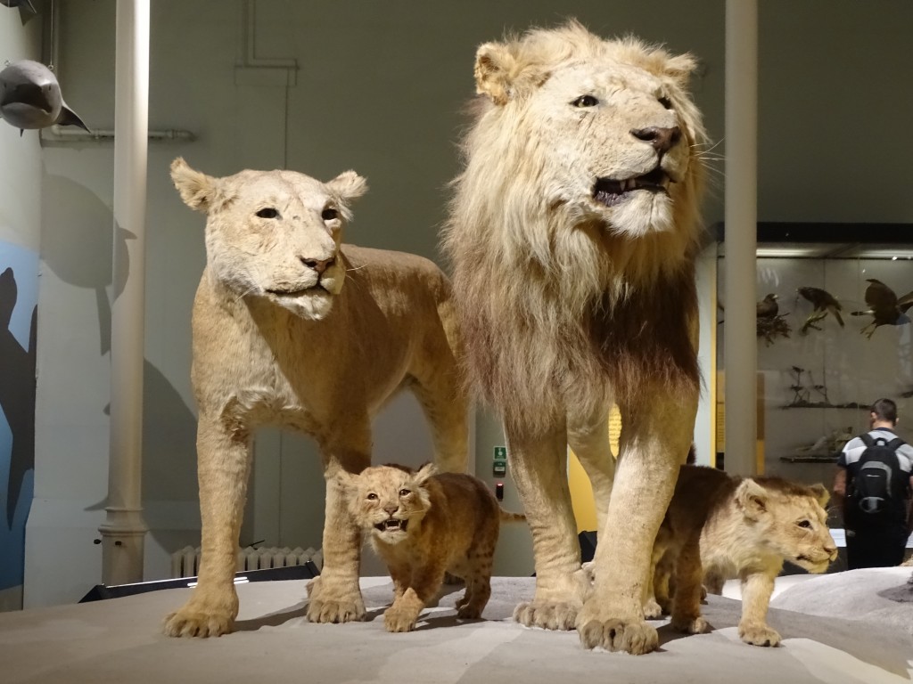 representation of family in lion