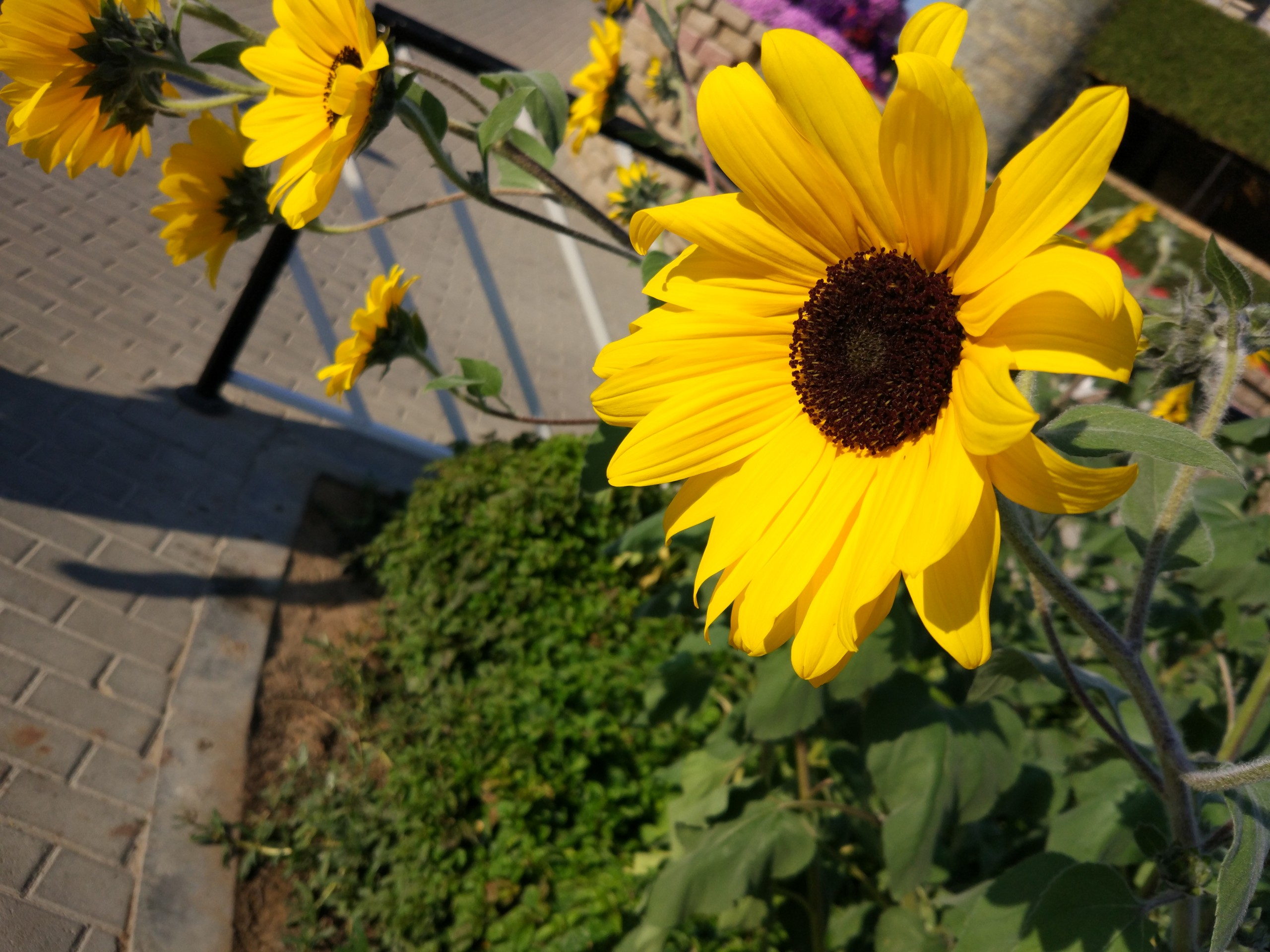Sunflower in Miracle Garden
