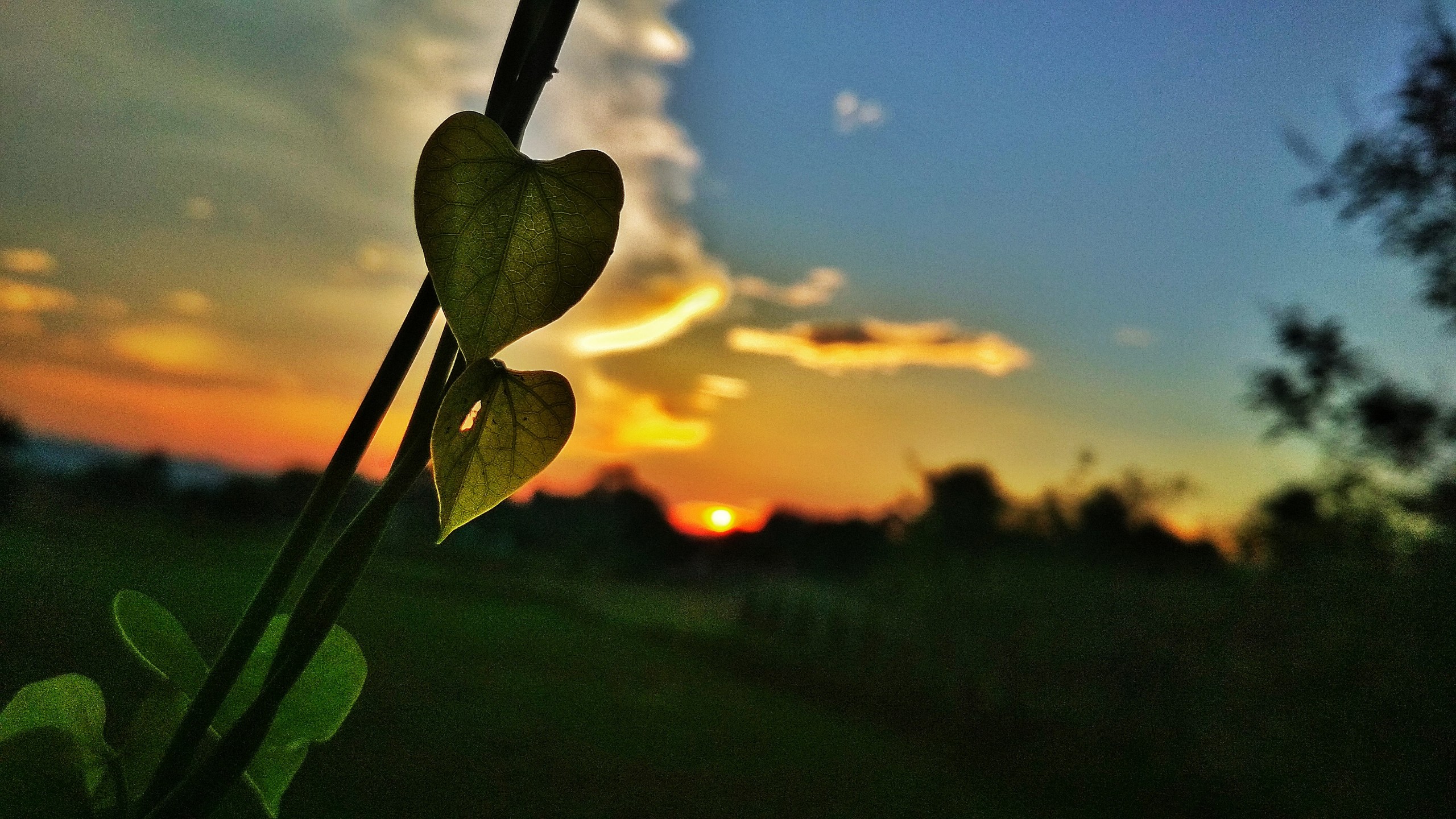 Hanging Plant on Sunset Background