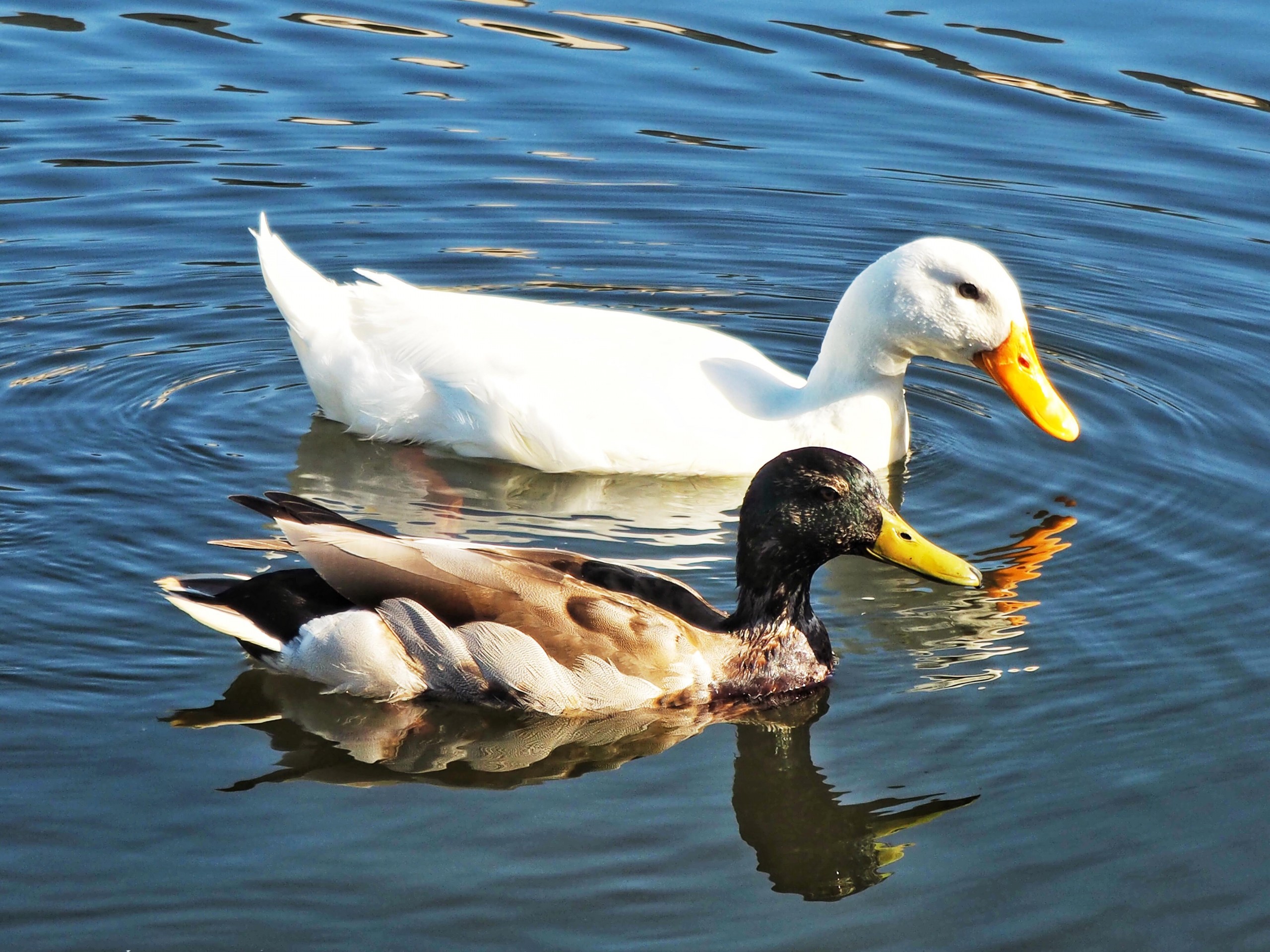 Two ducks floating on water