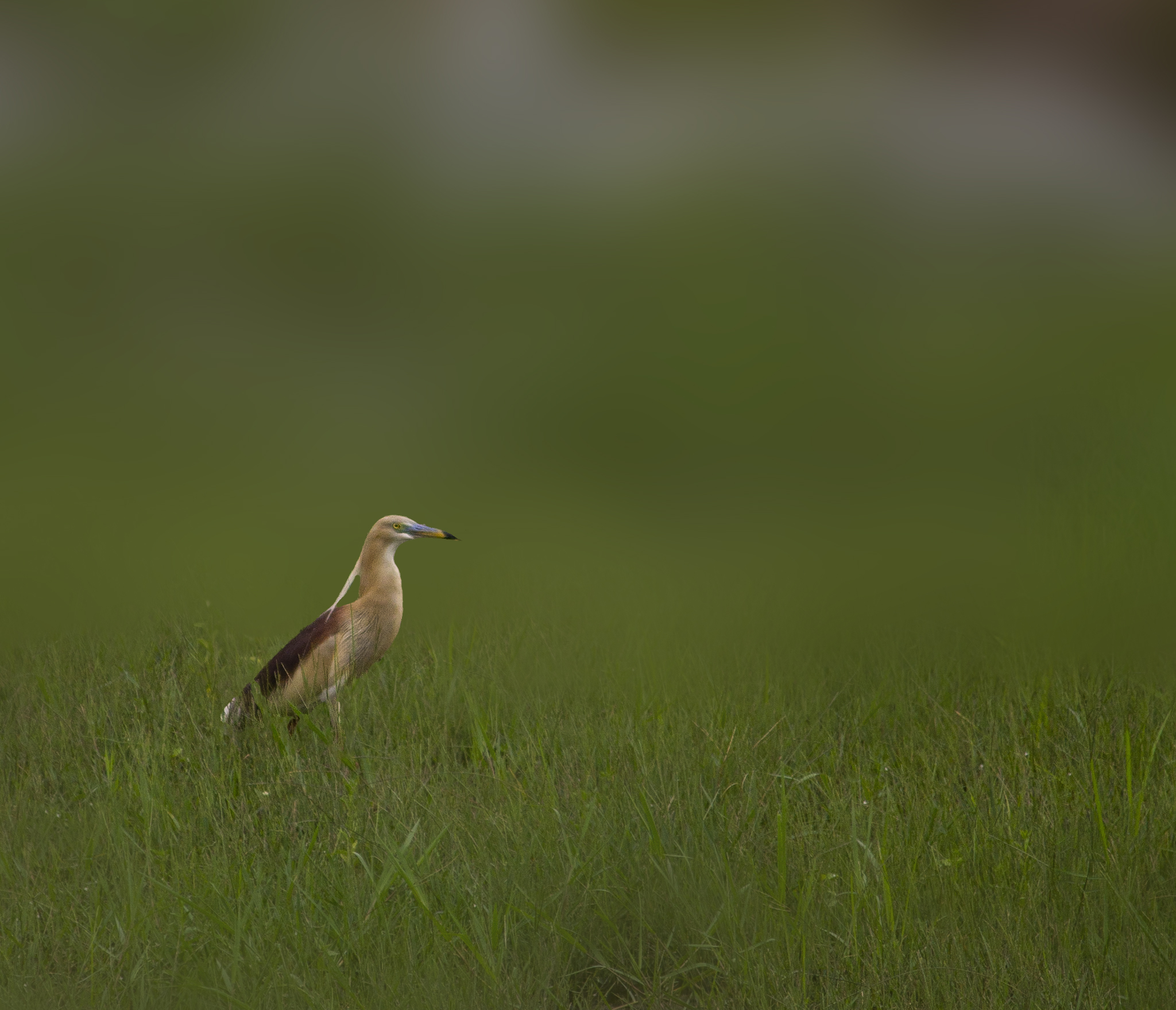 The Indian Pond Heron