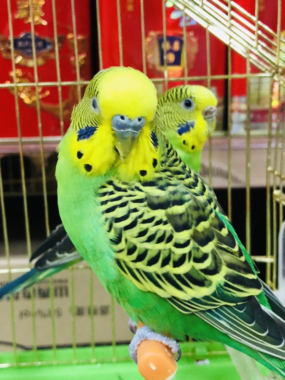 Lovebirds inside a cage