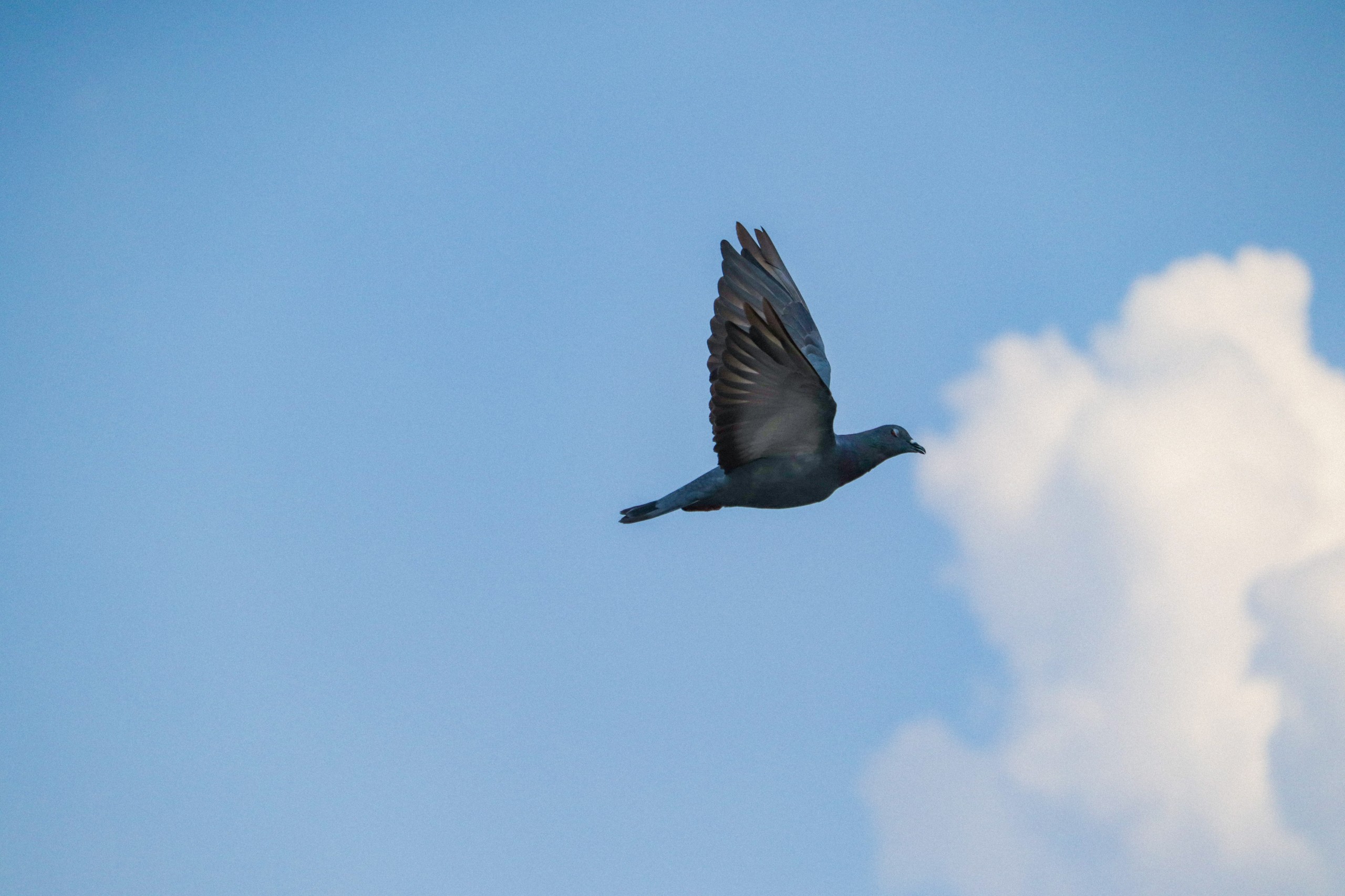 Bird flying on the sky
