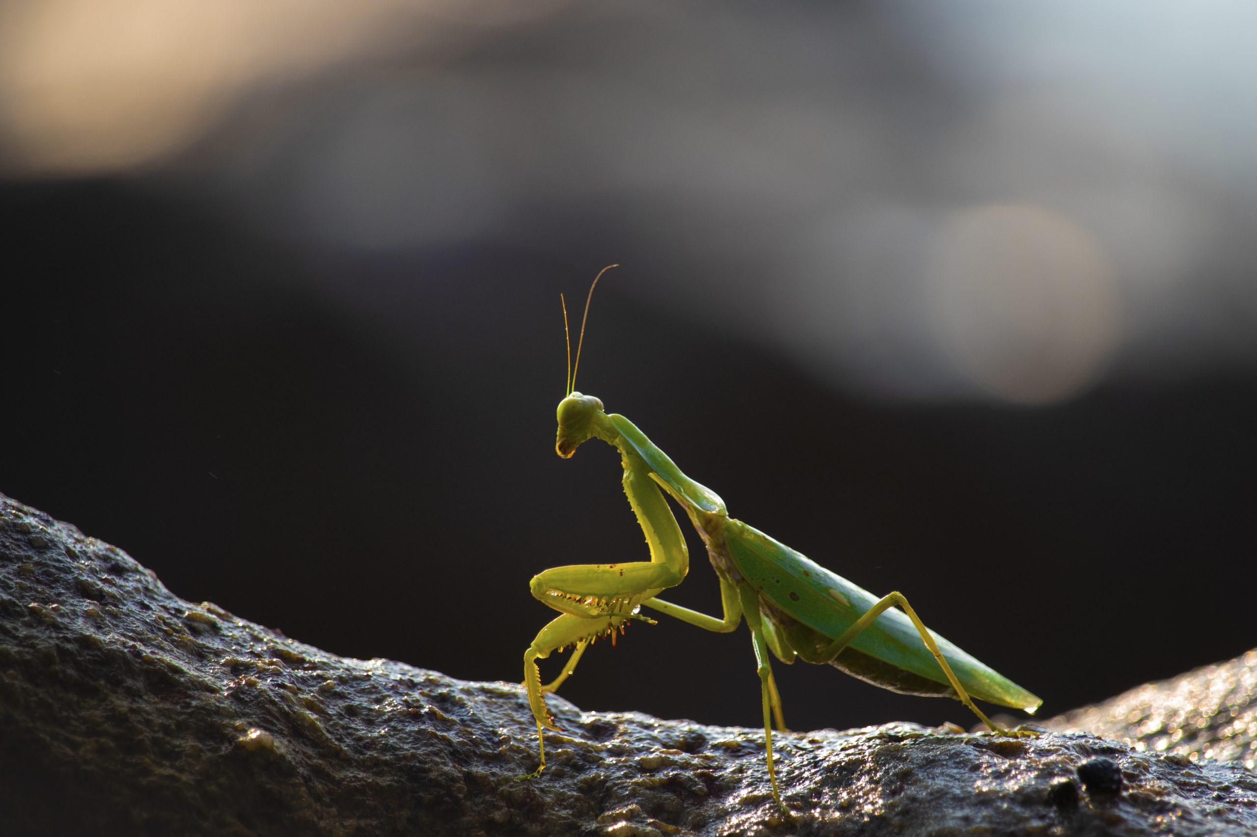 The posing green mantis