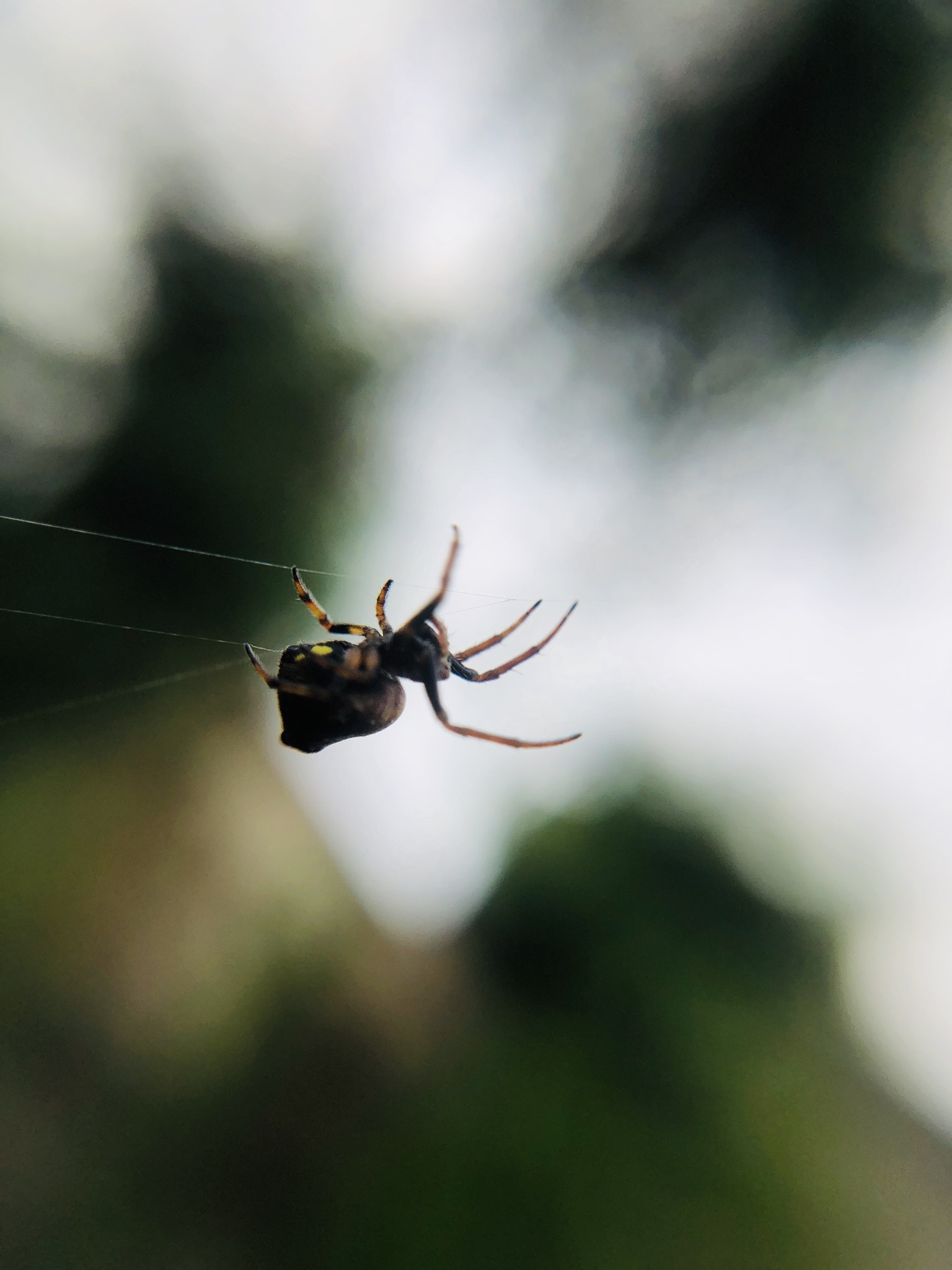 Spider holding on to a web