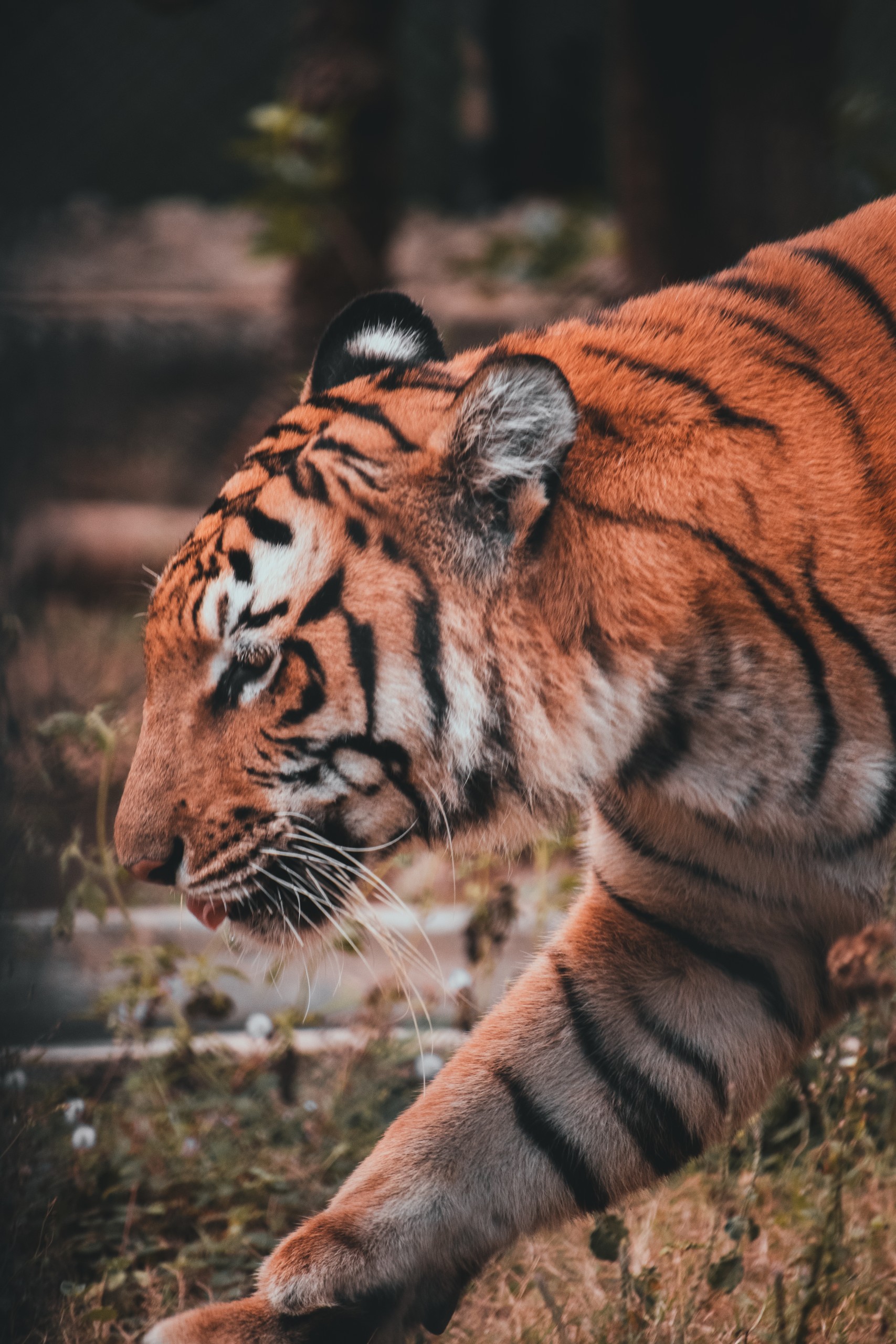 Tiger taking a walk