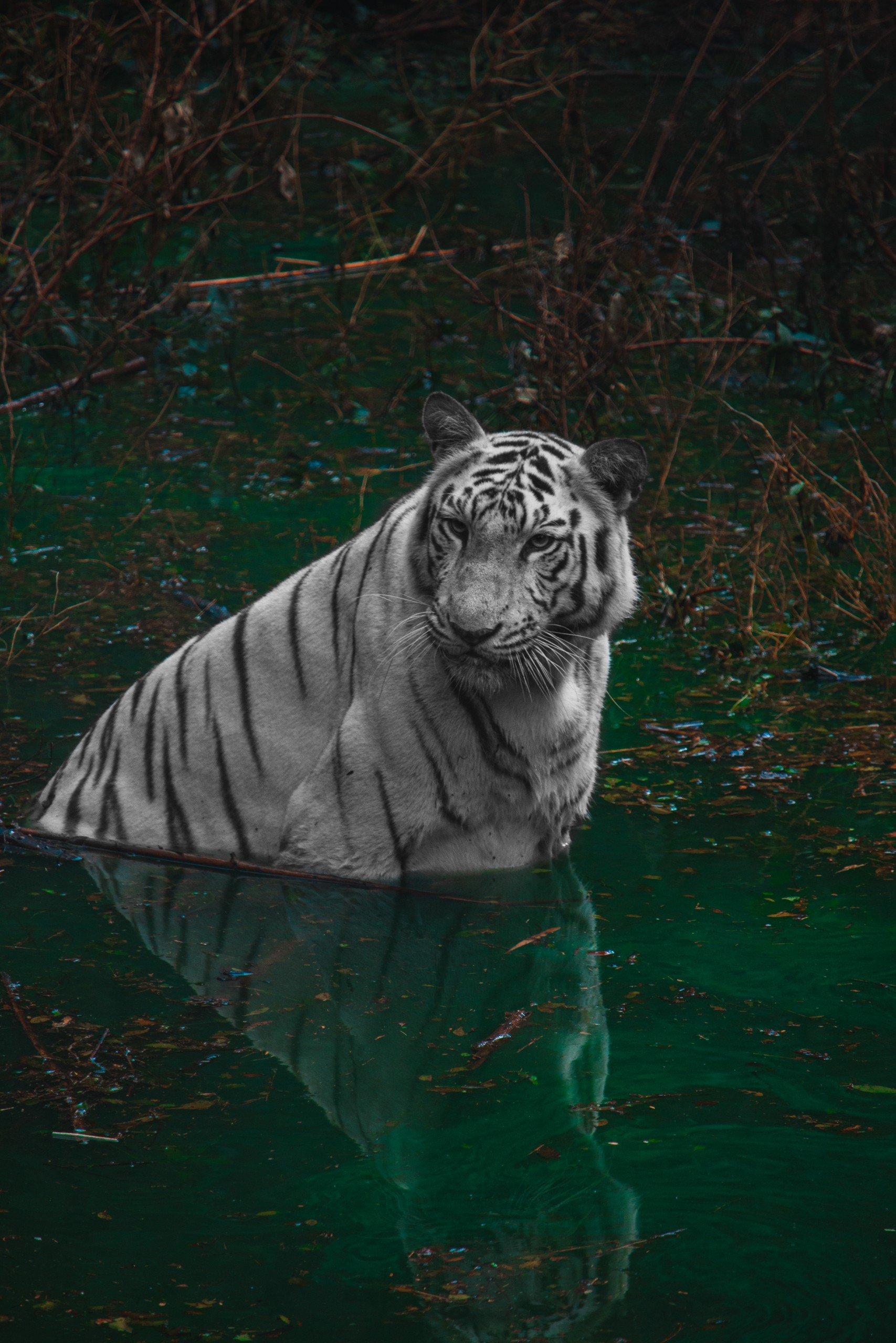 White Tiger in water