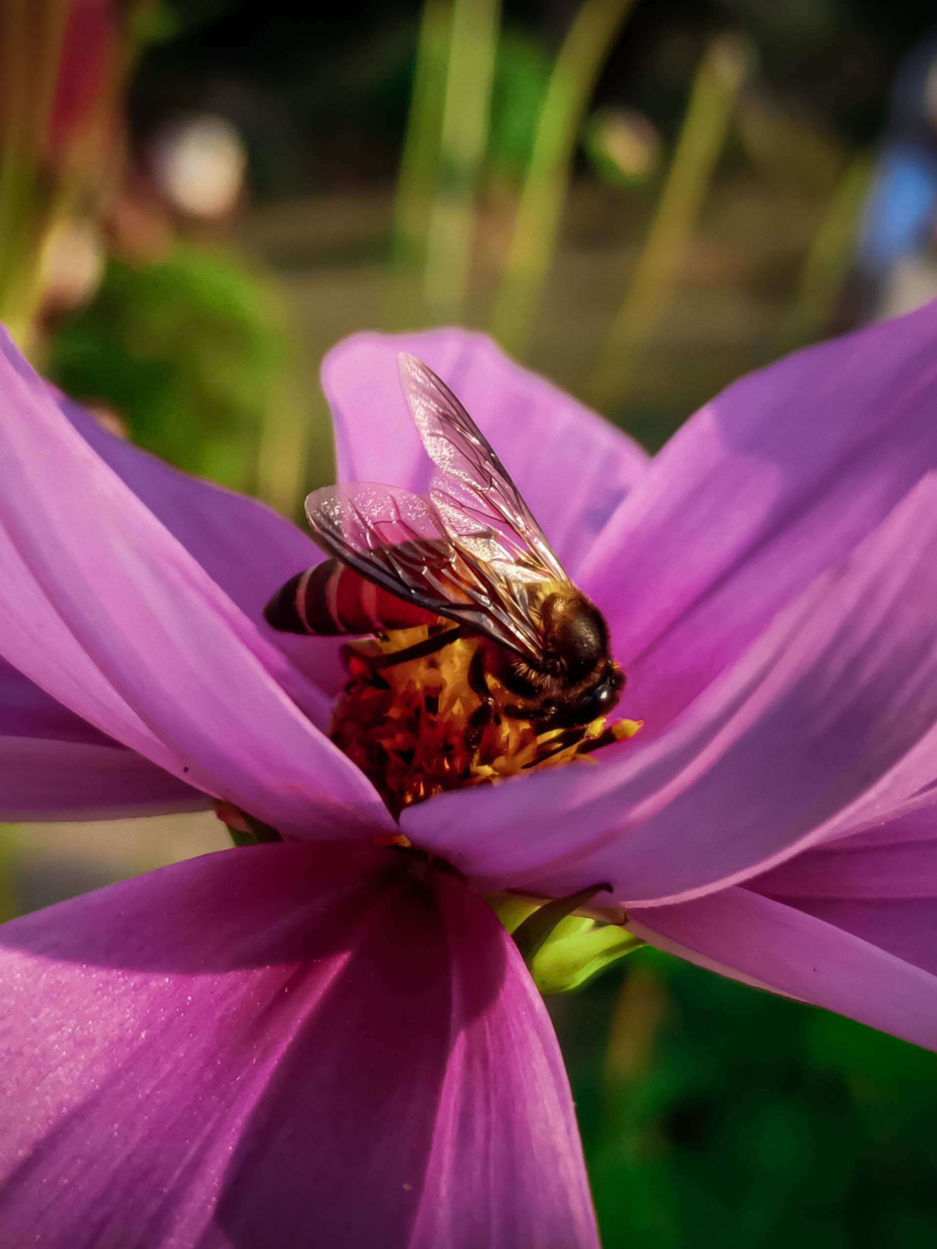 Tiny Bee in a flower