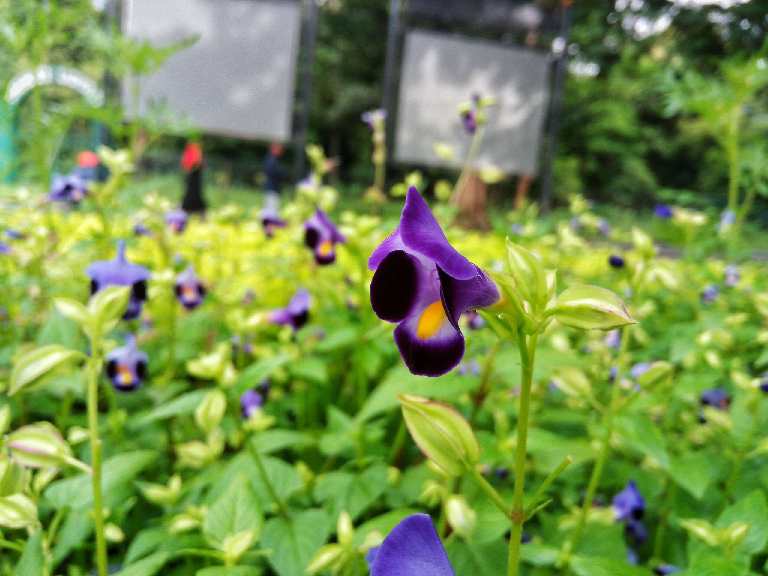 Purple Flower Garden