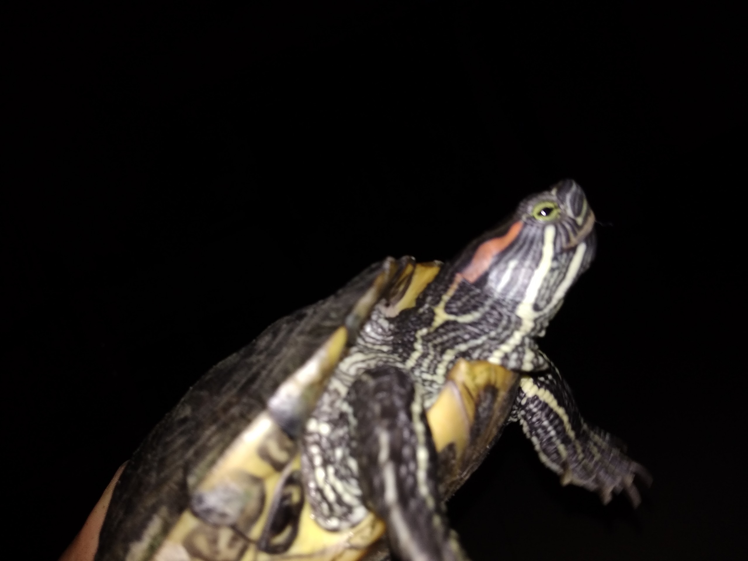 Tortoise in dark