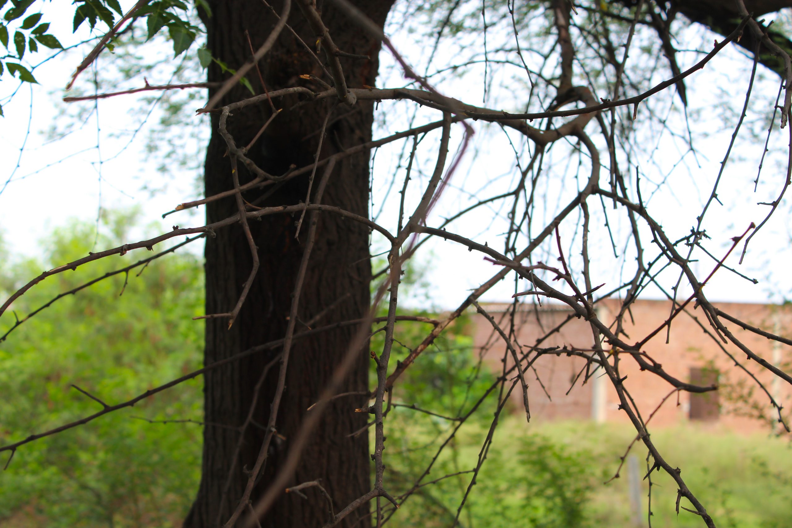 Tree Trunk on Focus