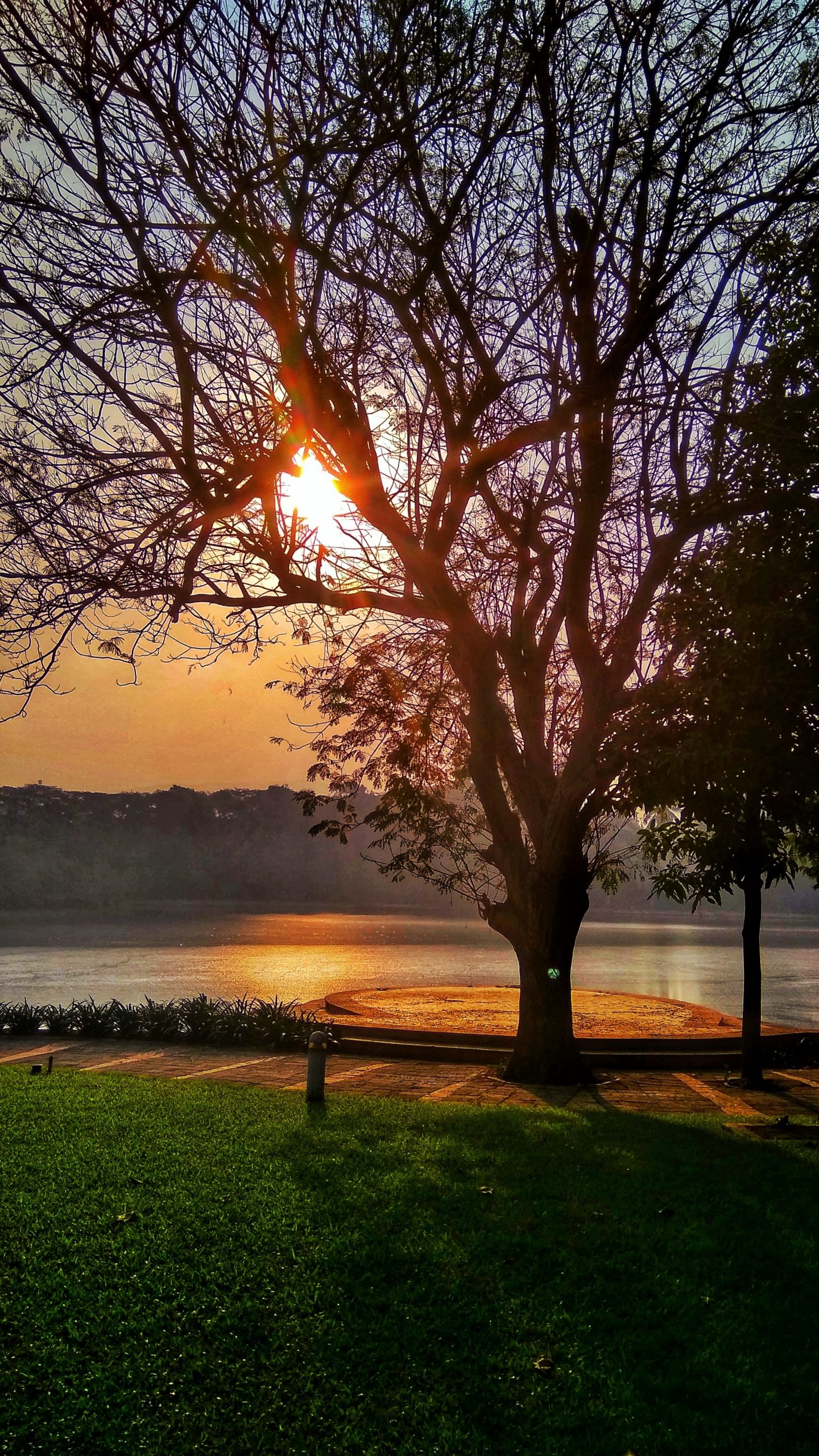 Tree on the Lakeside