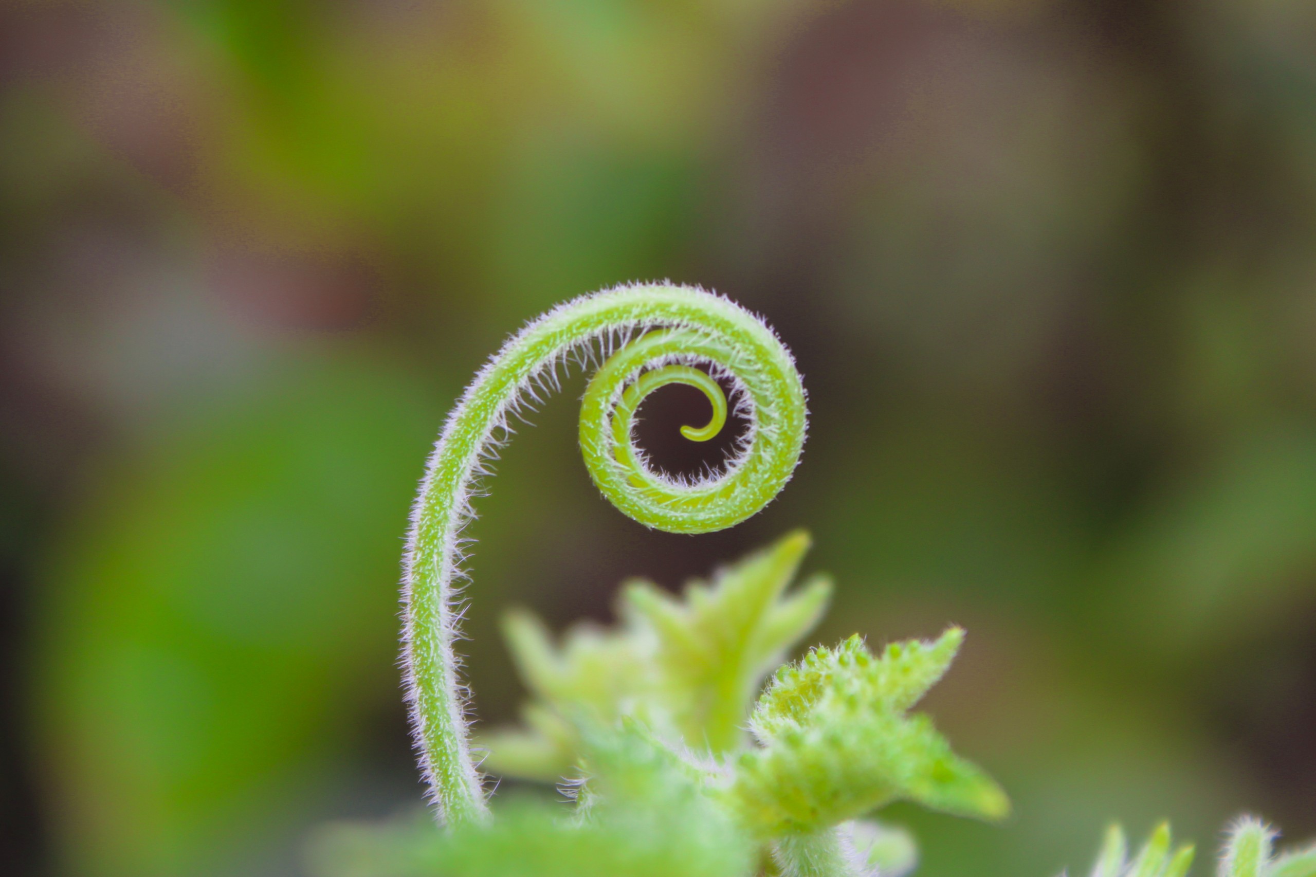 Twirling Plant