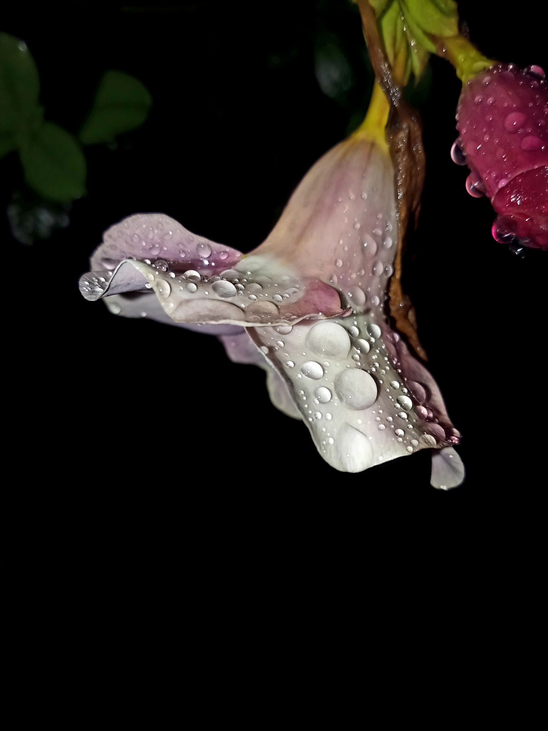 Rain Drops on Pink Flower