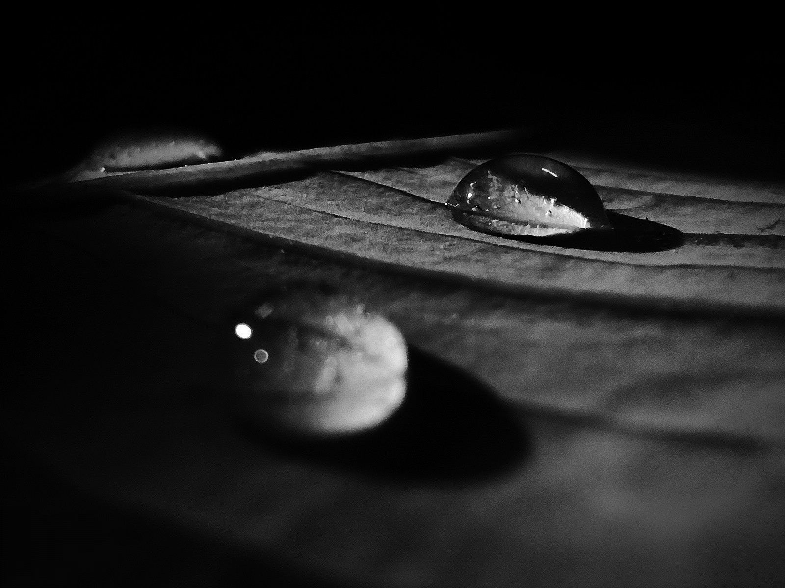 Water droplets in black and white