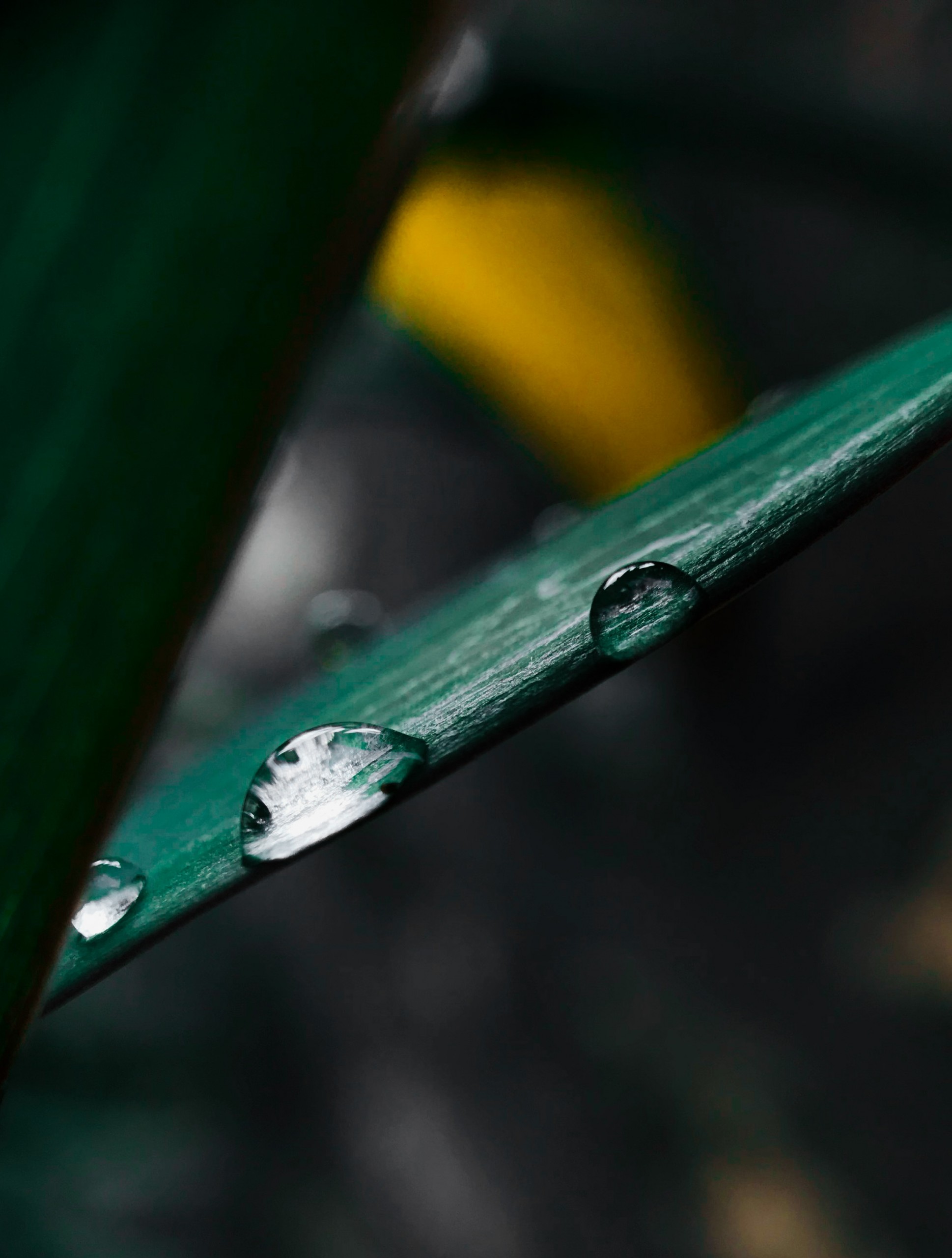 Water drops on leaf Macro Shot