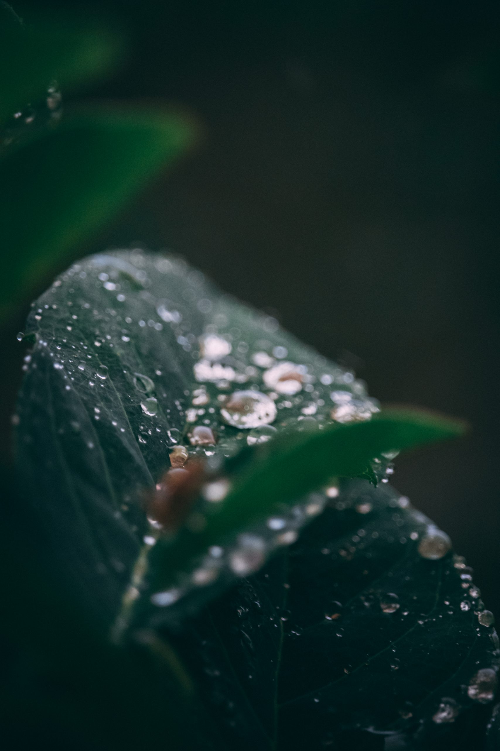 Water particles on leaf