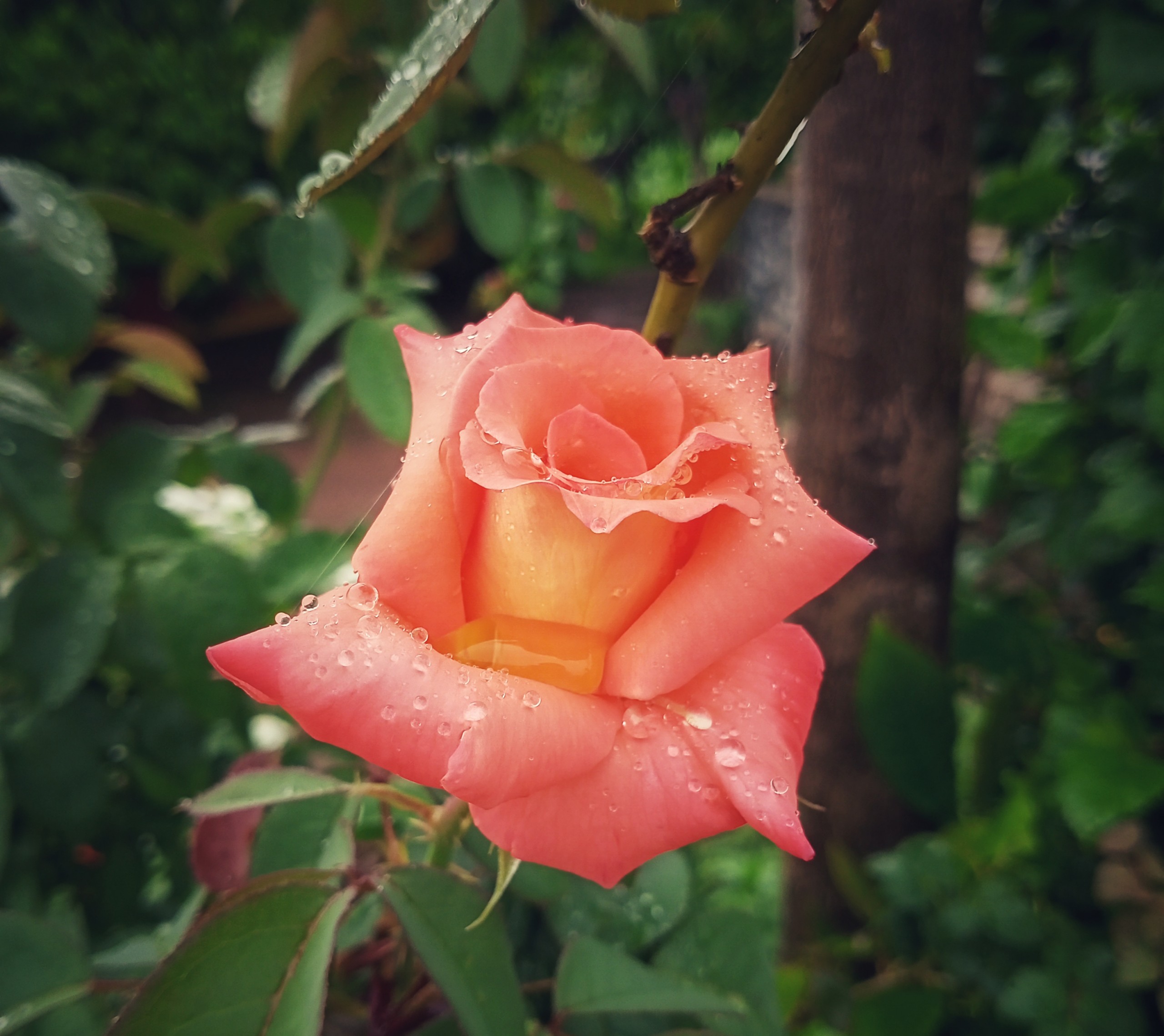 Rose on Close-up