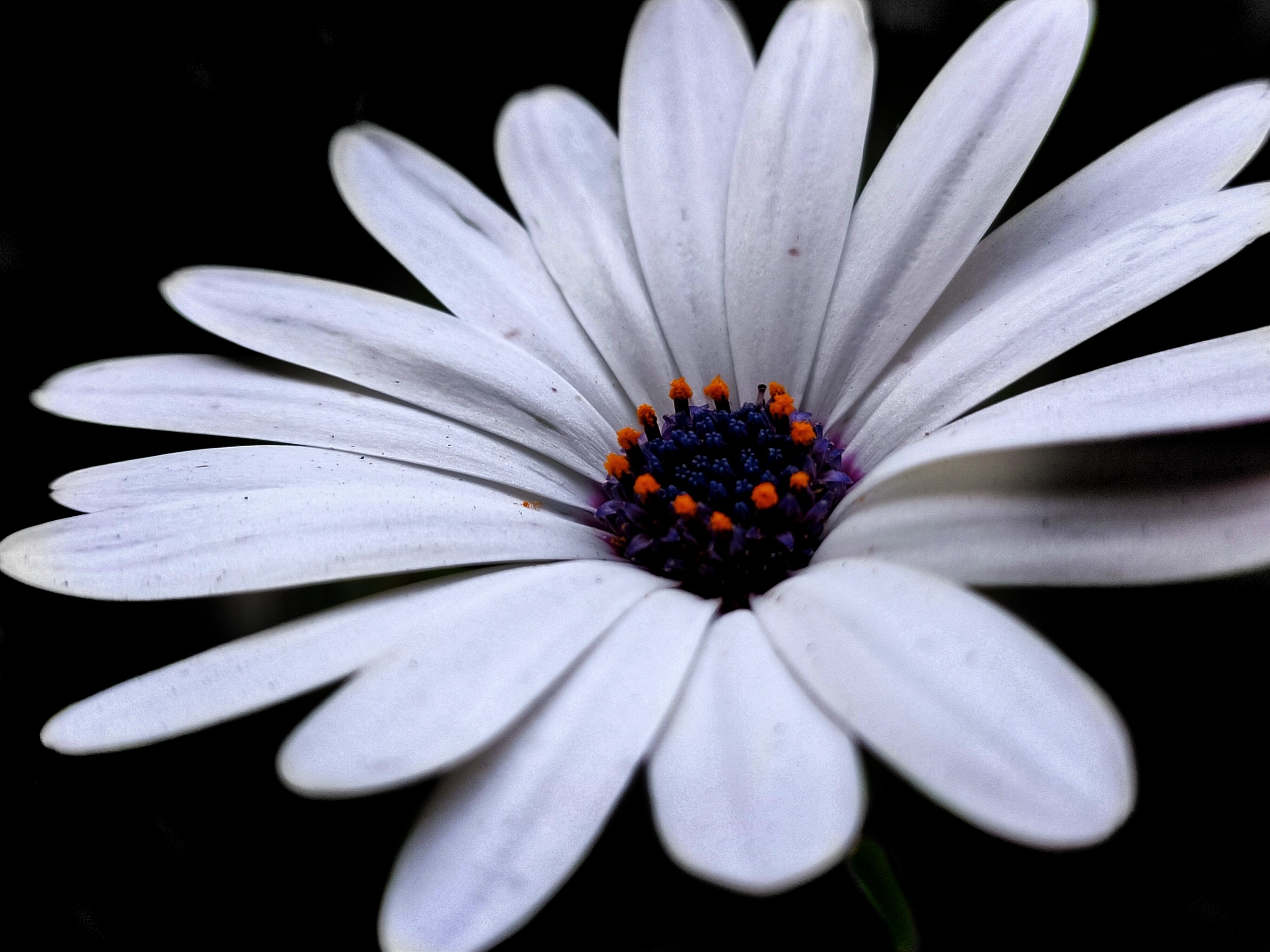 White Daisy on Dark Background