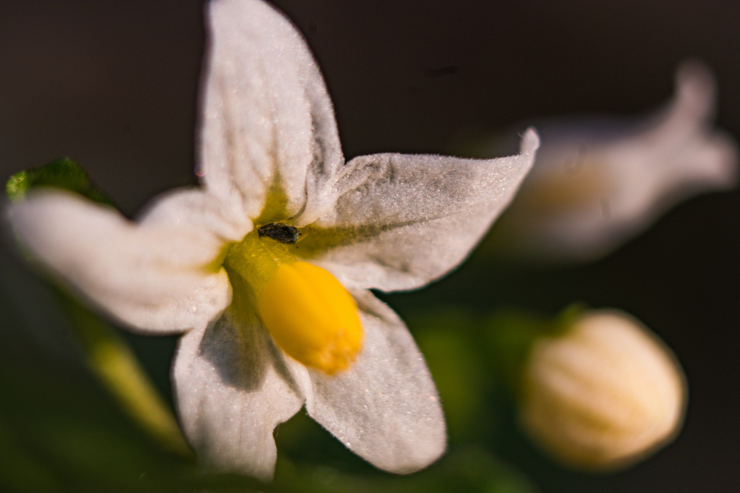 White Flower – Close Up Shot