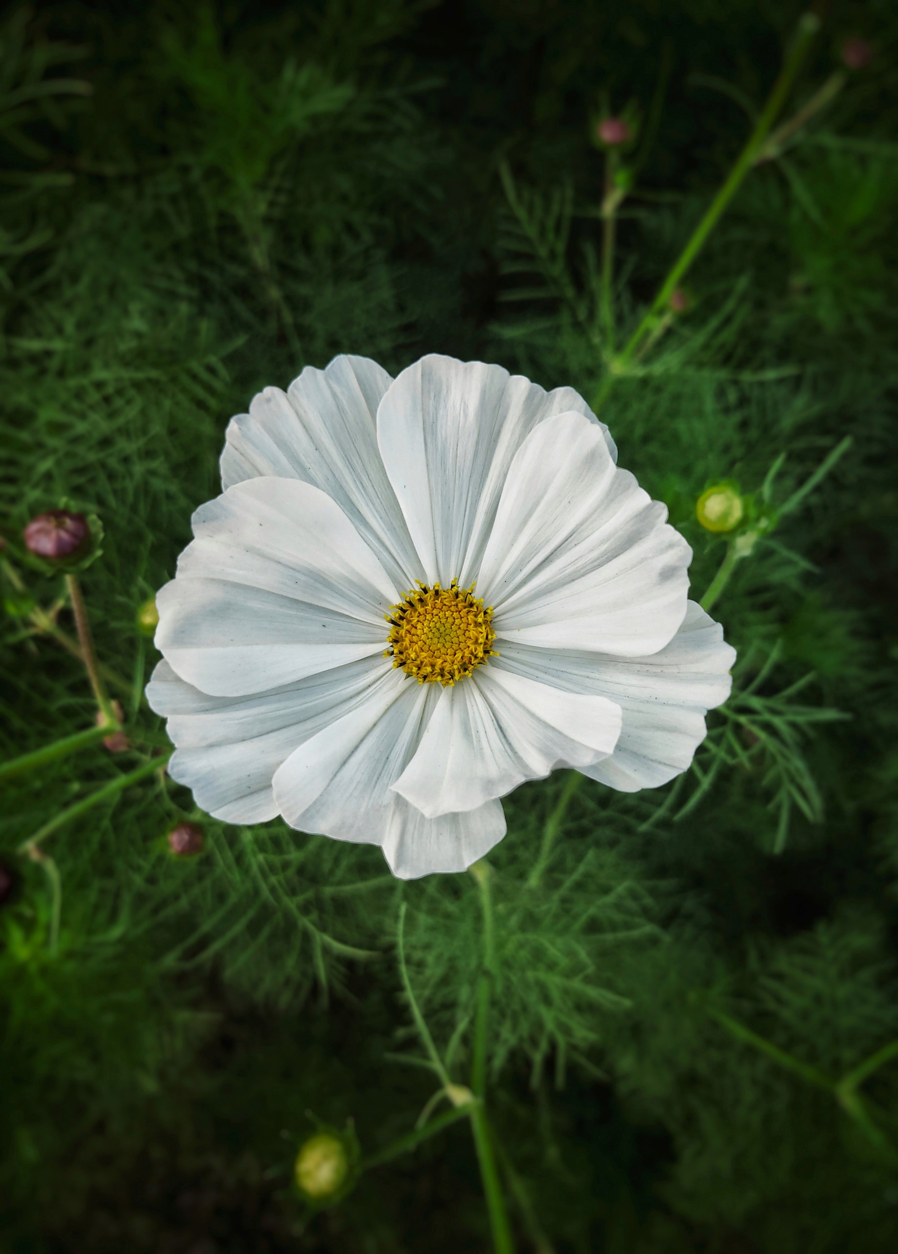 White Flower In green Background