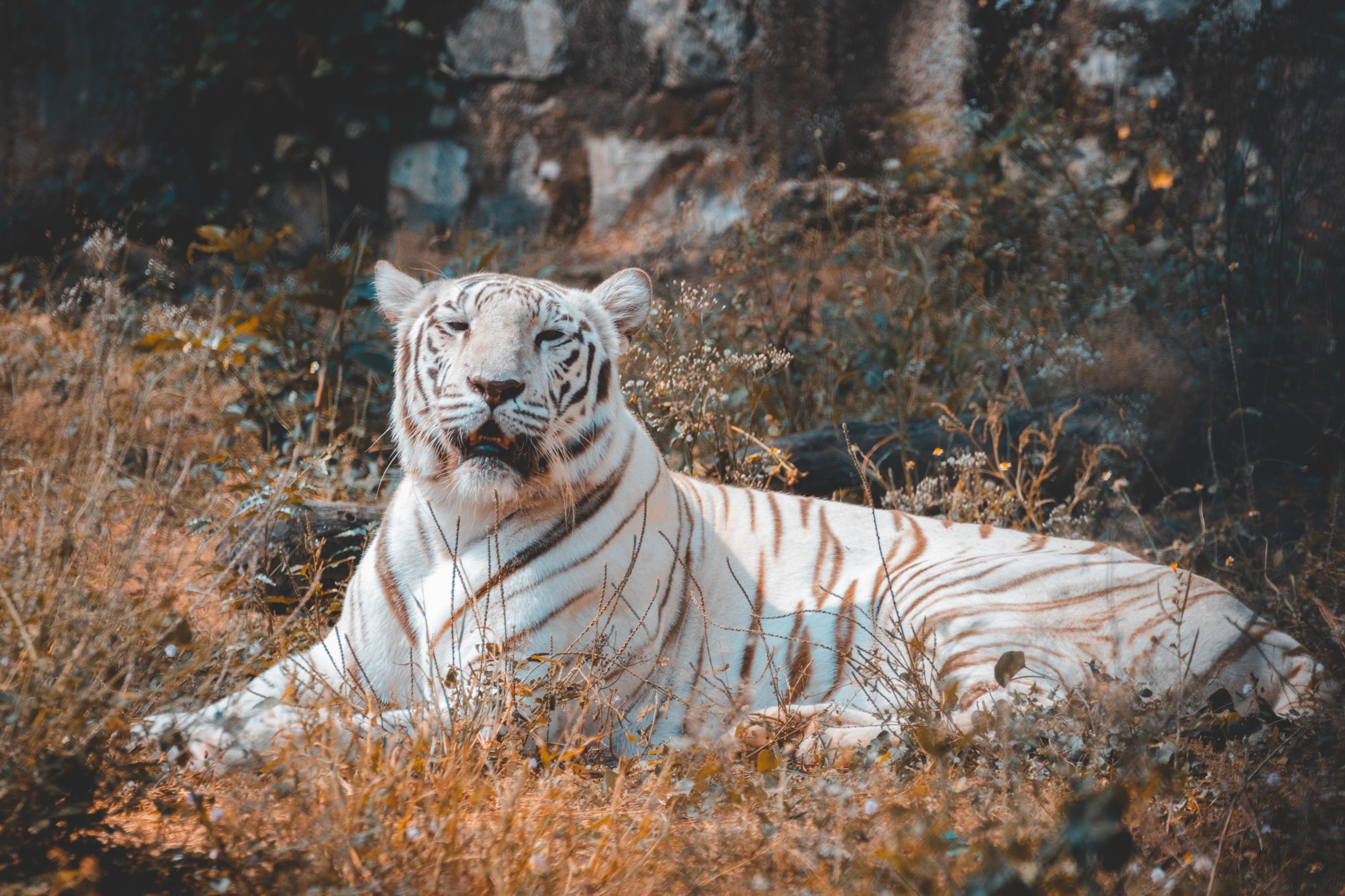 White Tiger in Forest