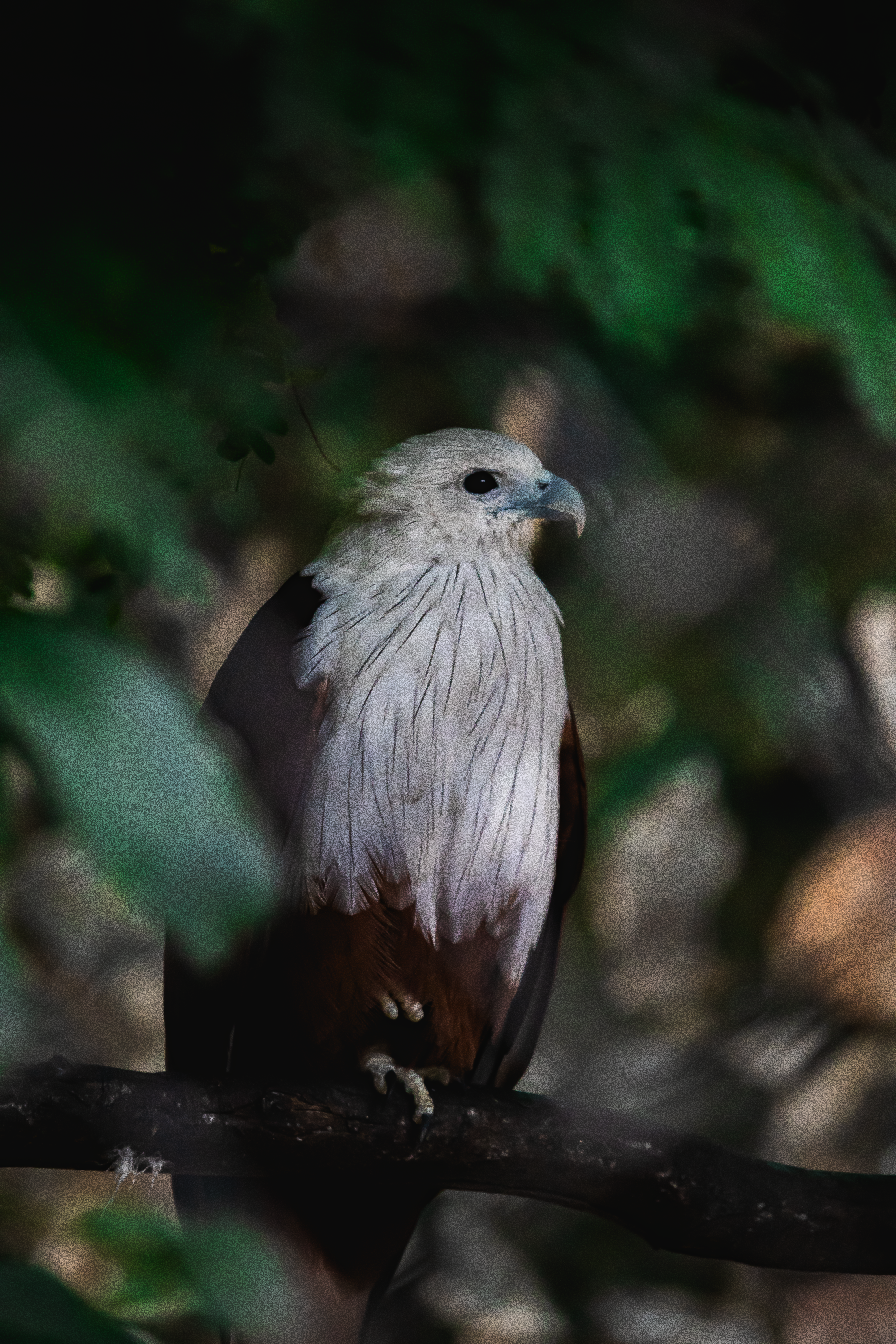 bird eagle sitting on tree
