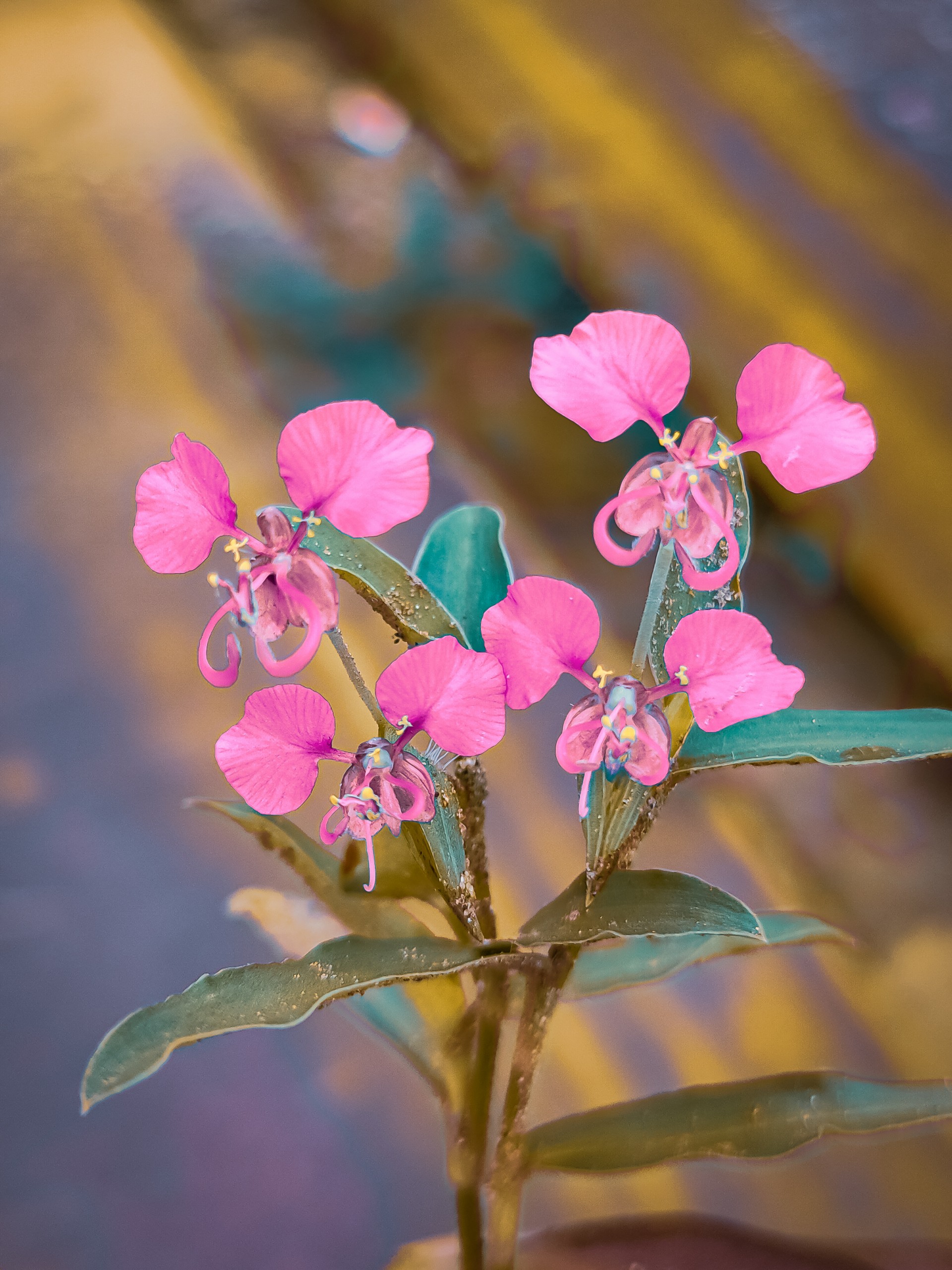 Pink Wild Flower
