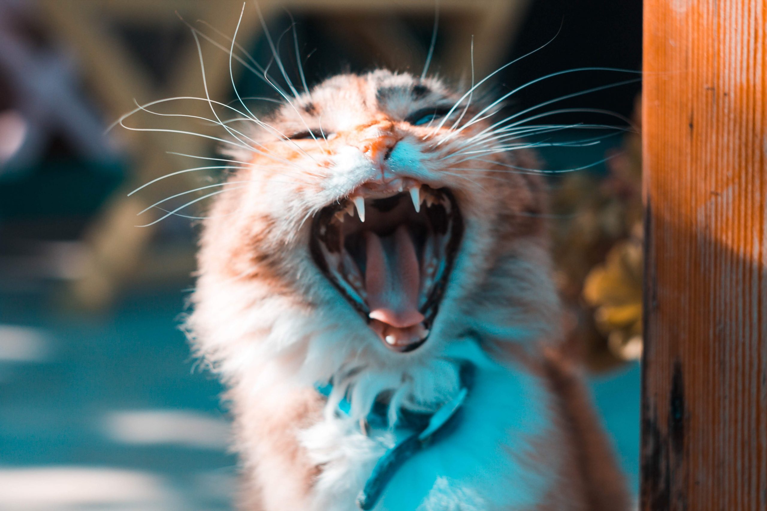 Yawn cat