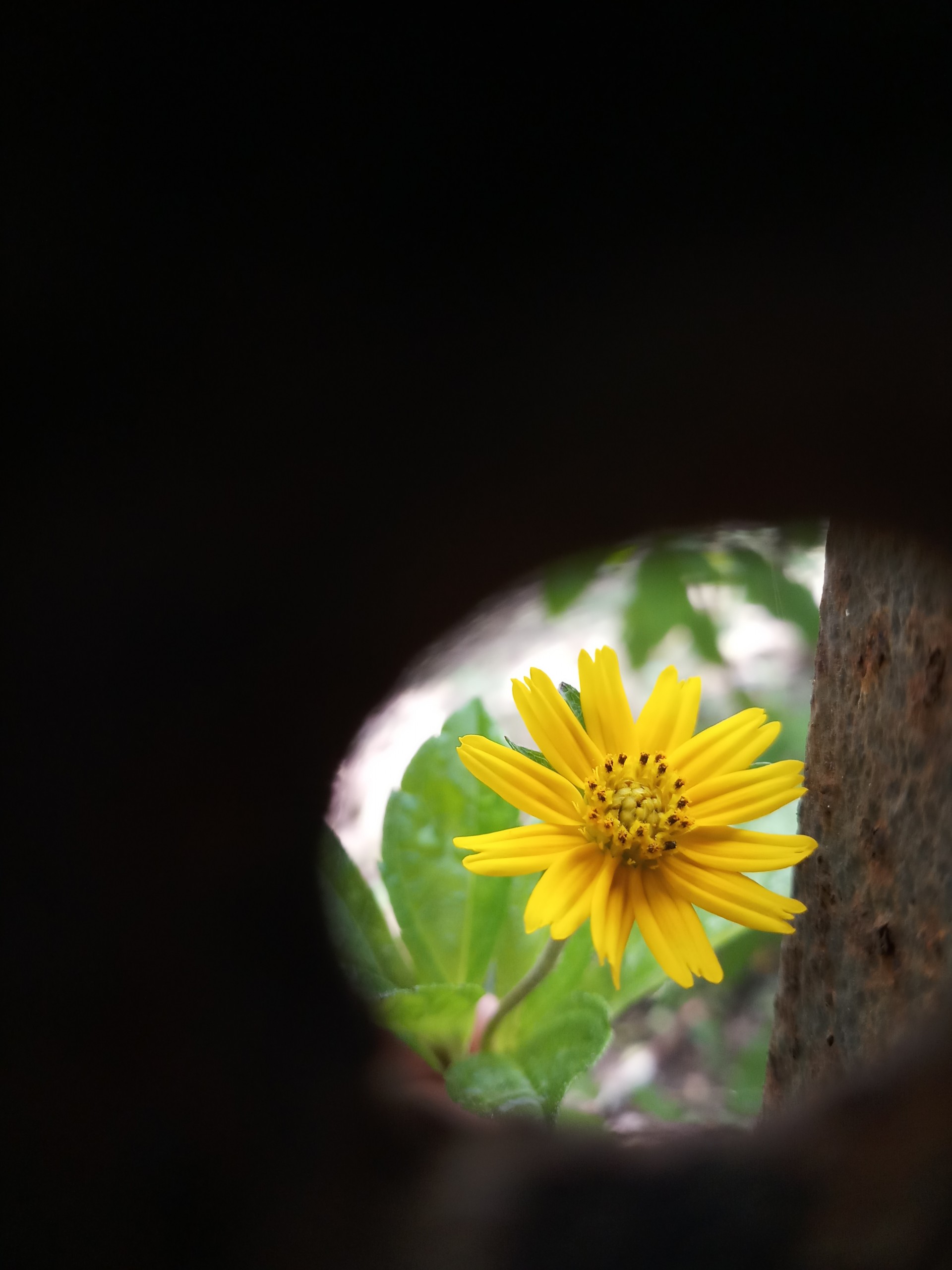 Yellow Flower in focus