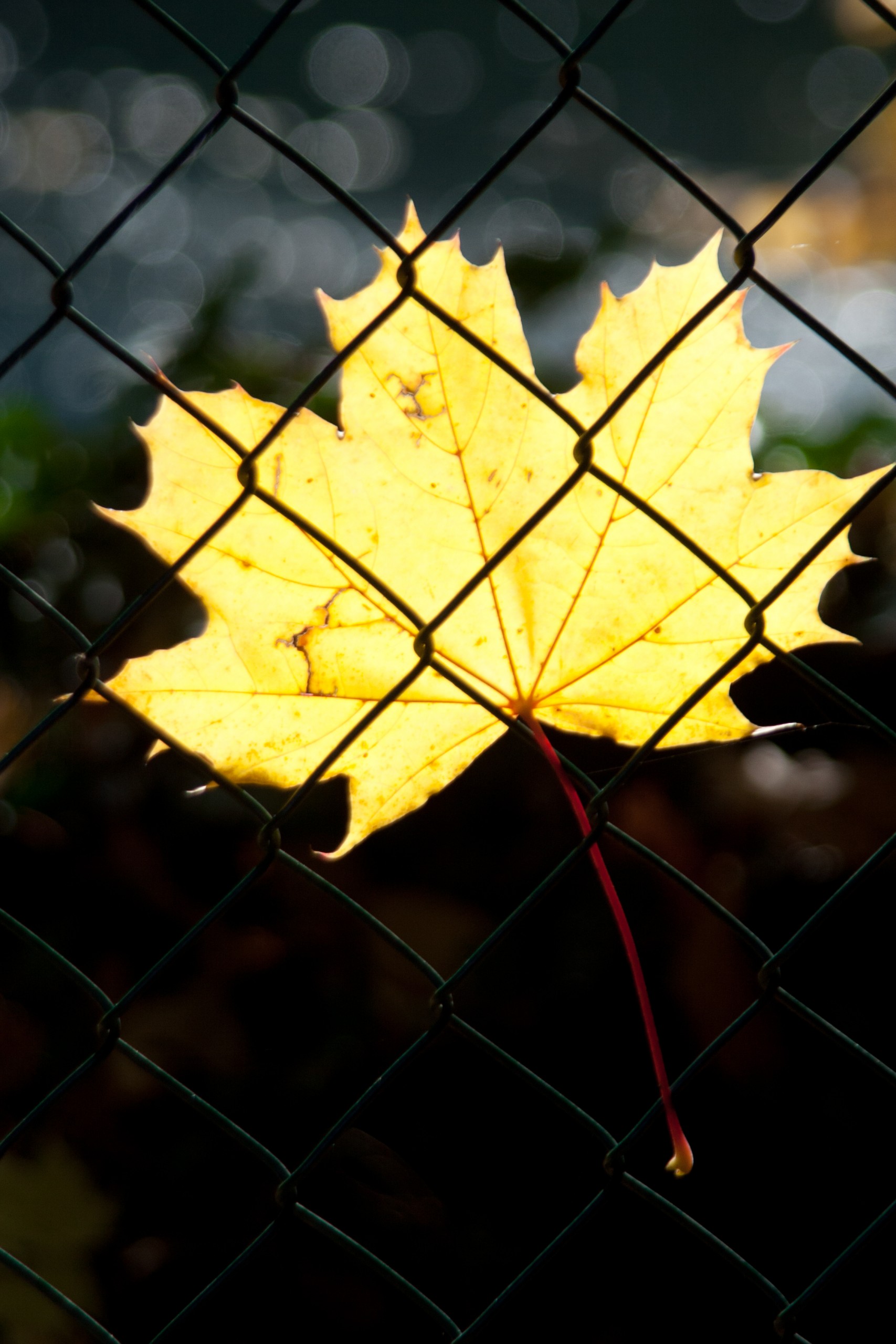 A maple leaf behind the net