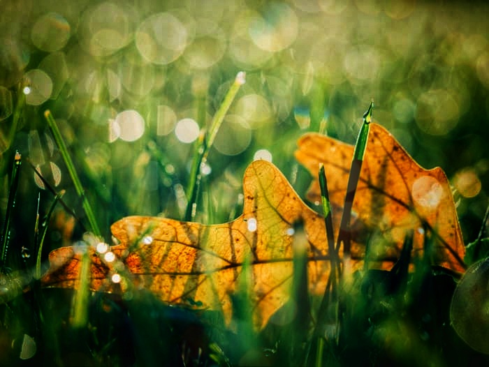 yellow leaves on grass - macro photography