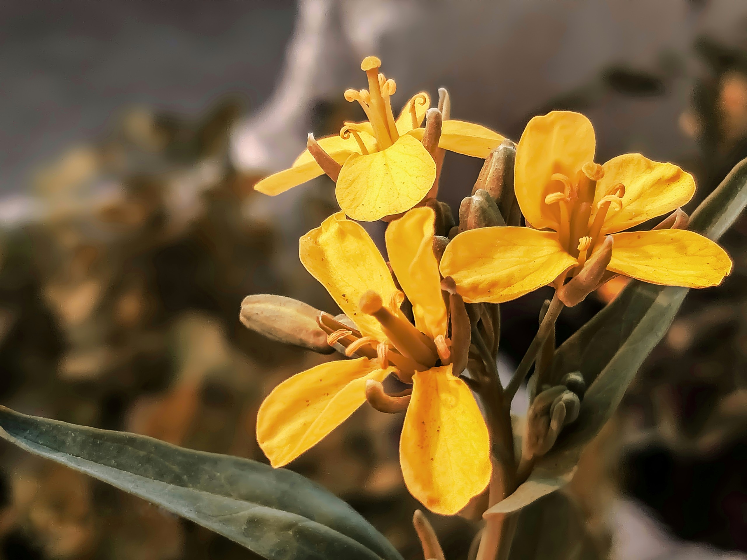 Yellow Wildflower