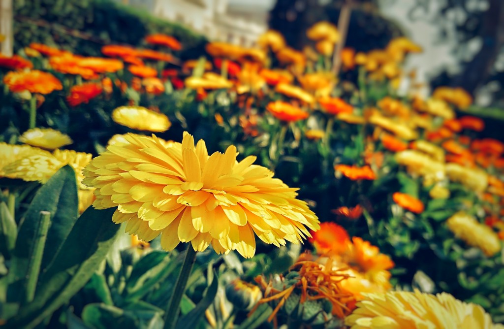 Yellow And Orange Flowers In Garden Pixahive