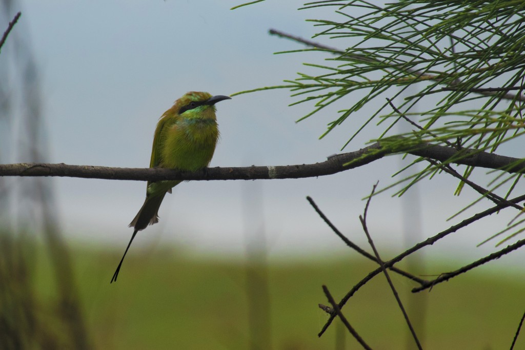 Yellow bird - PixaHive