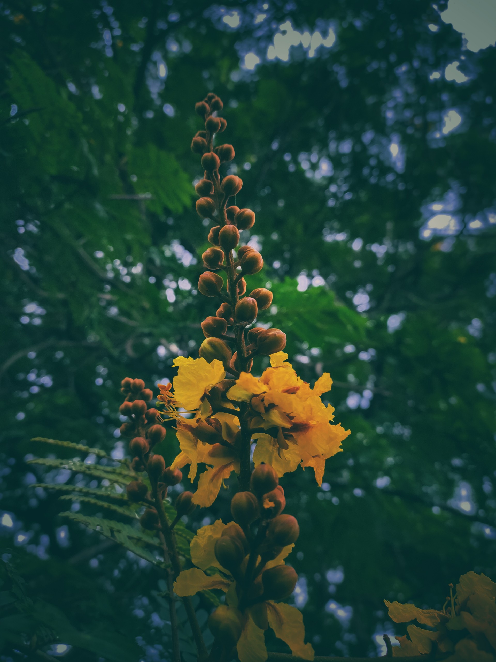 Yellow flowers on a plant