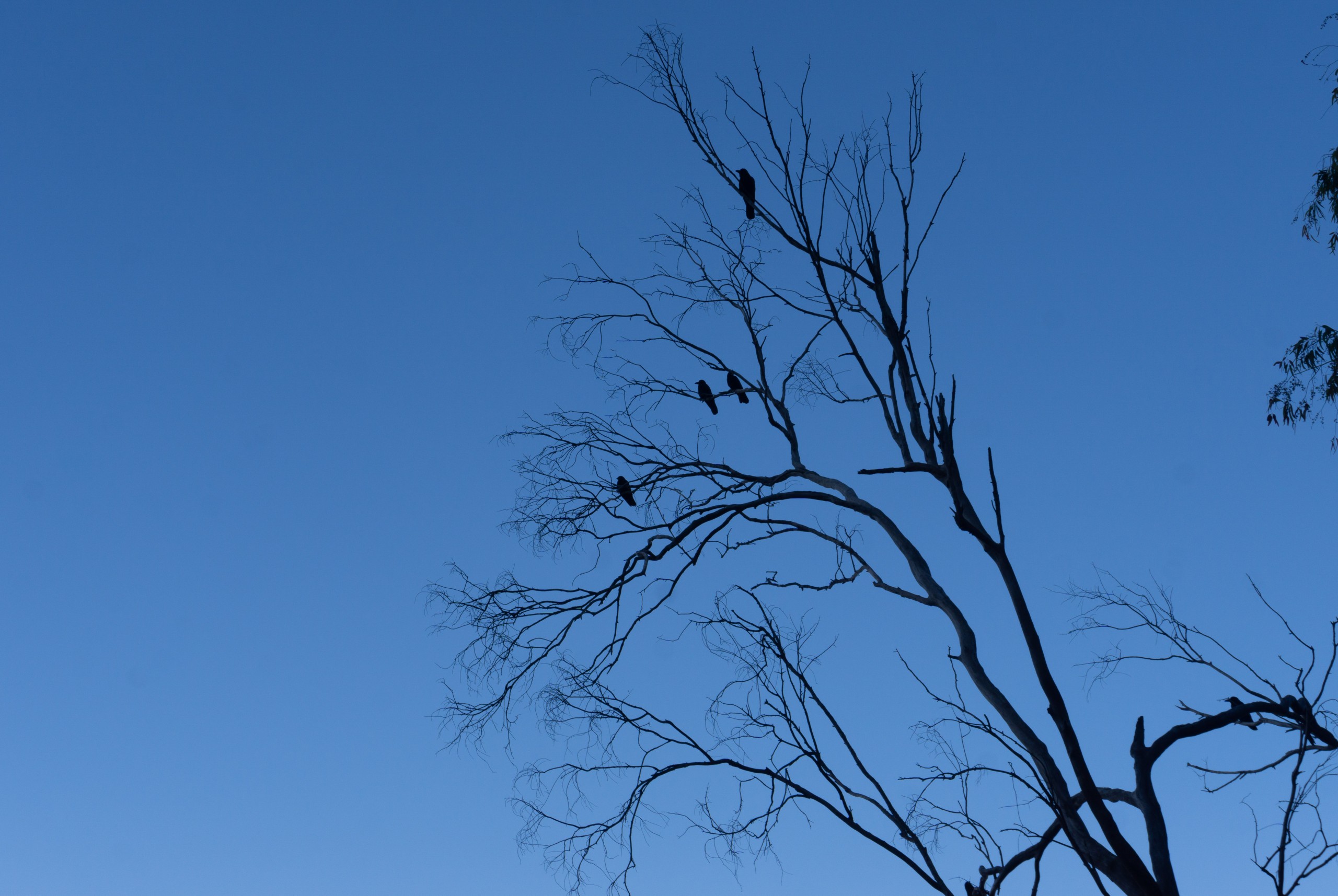 a silhouette of a tree with birds