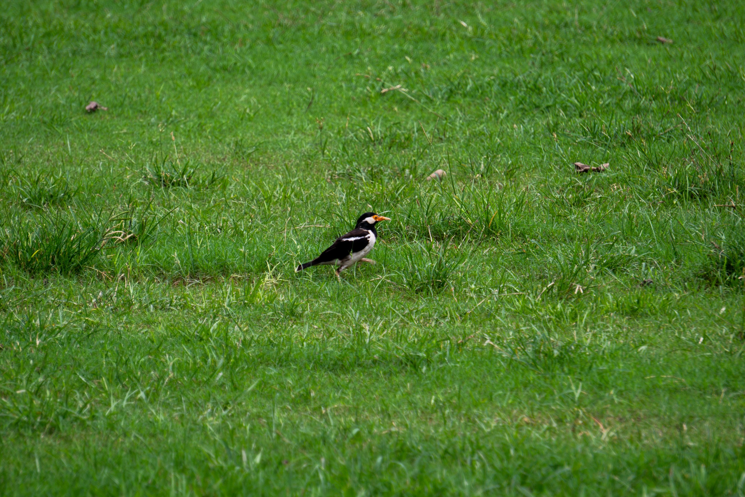 a small bird on grass