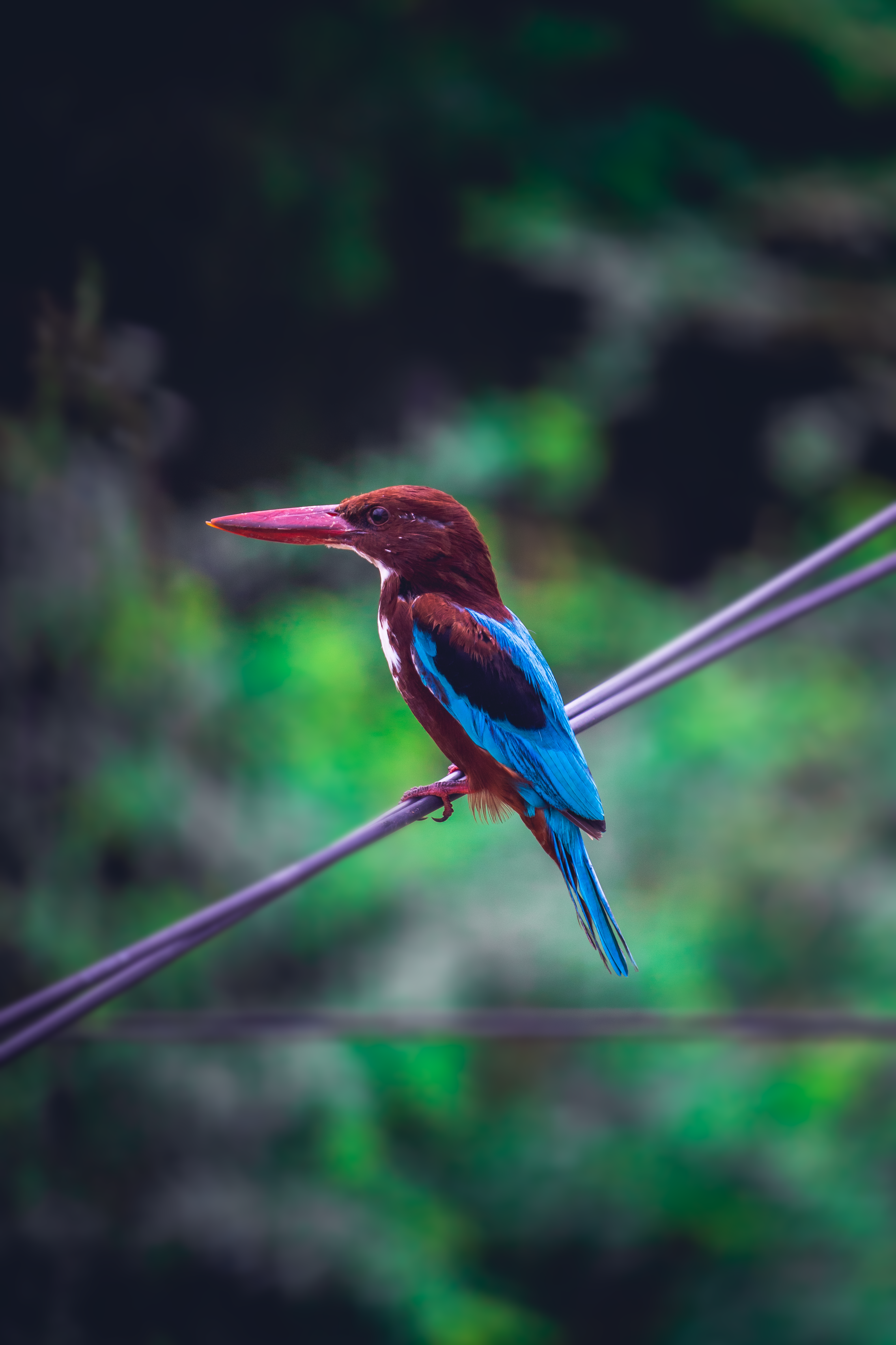 Kingfisher on a wire