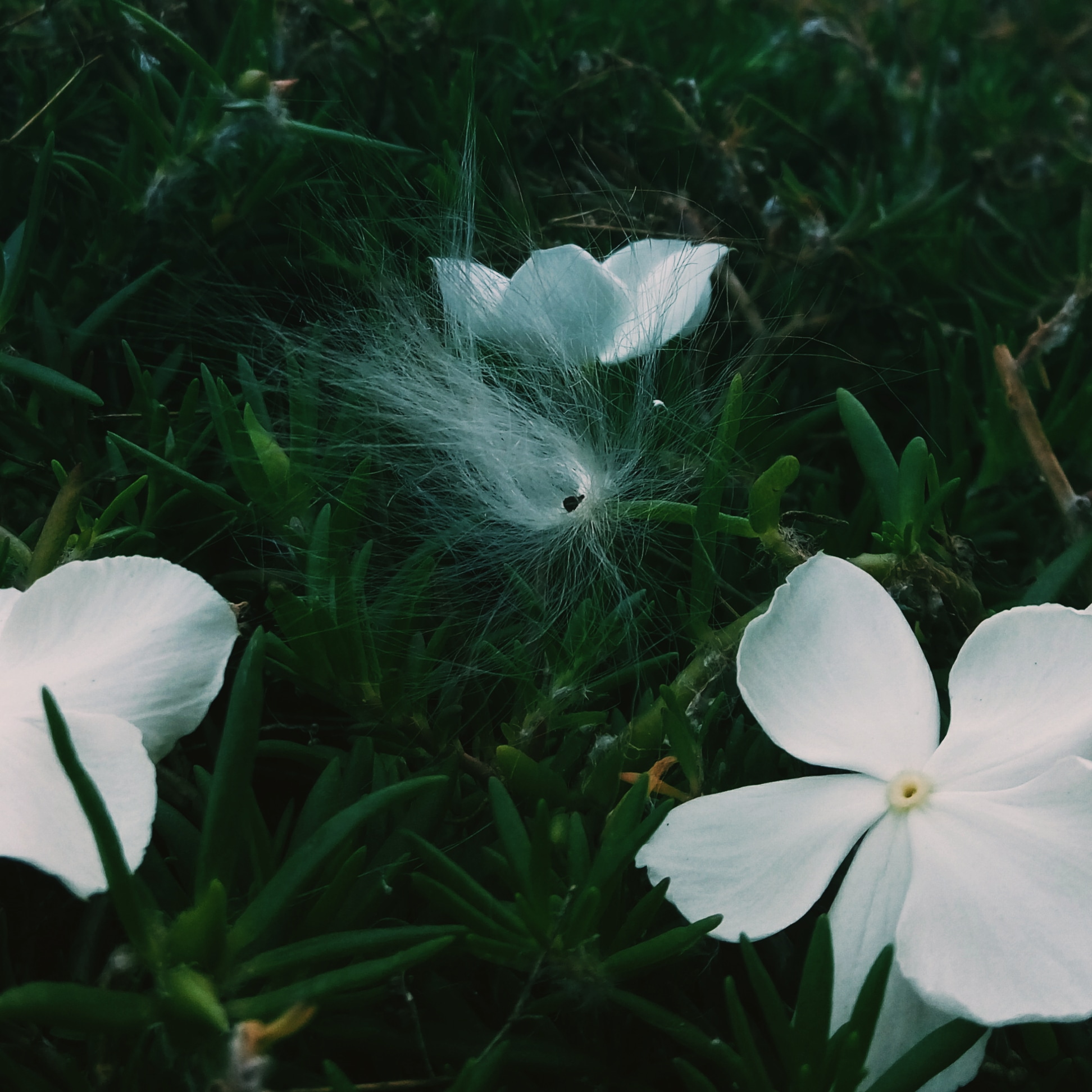 White flower blossoms