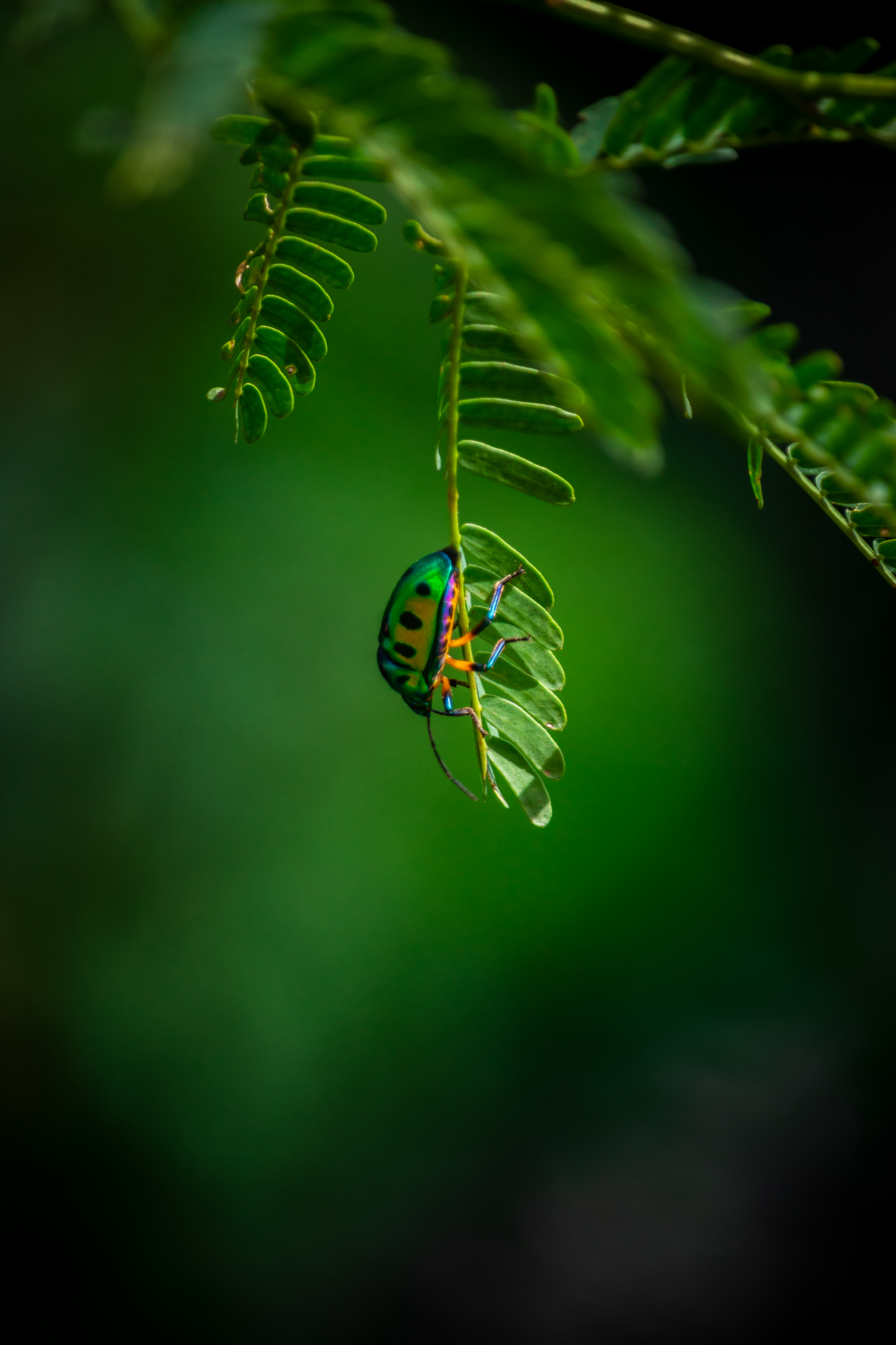 Colorful green Insect Close-up