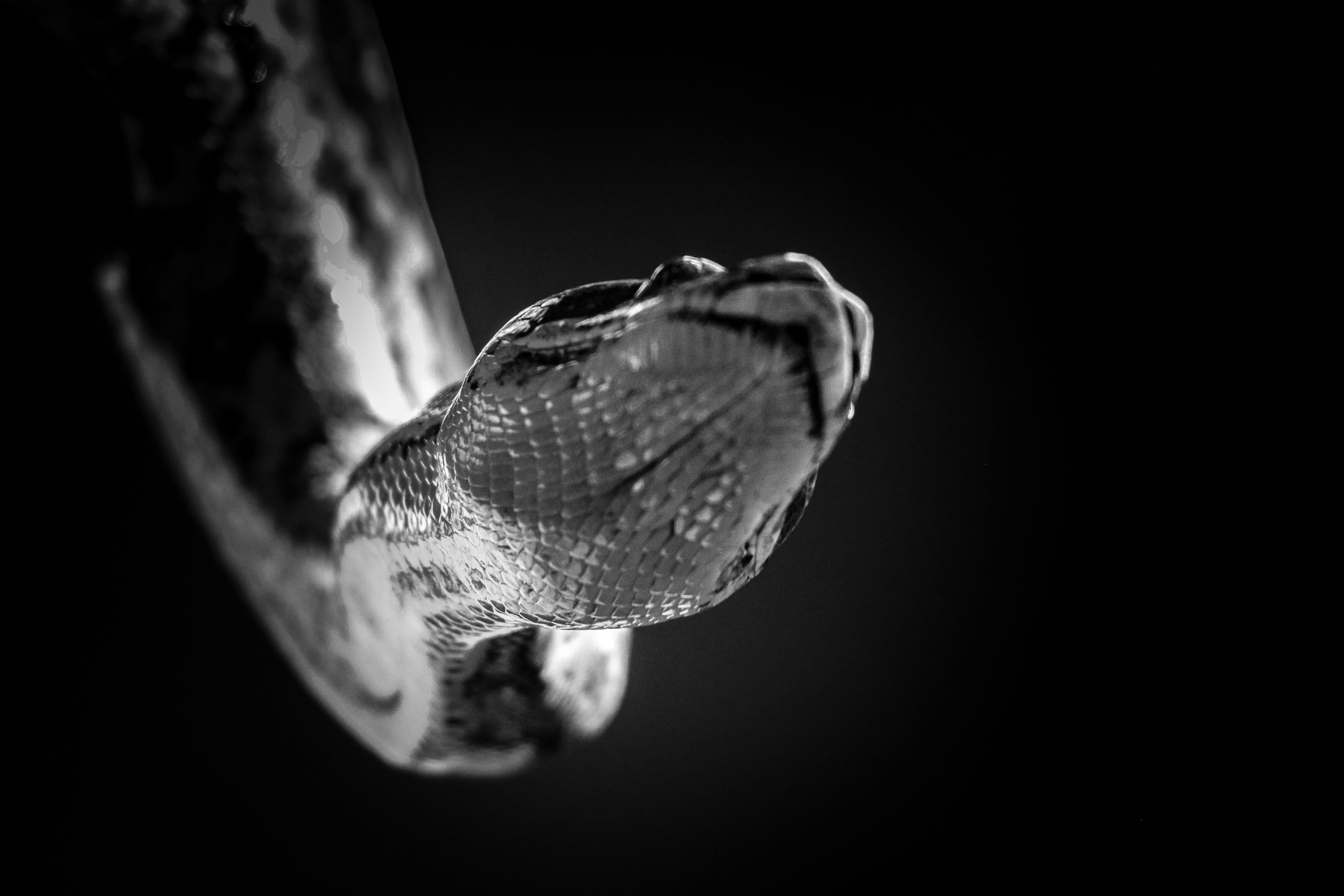 Python in black and white