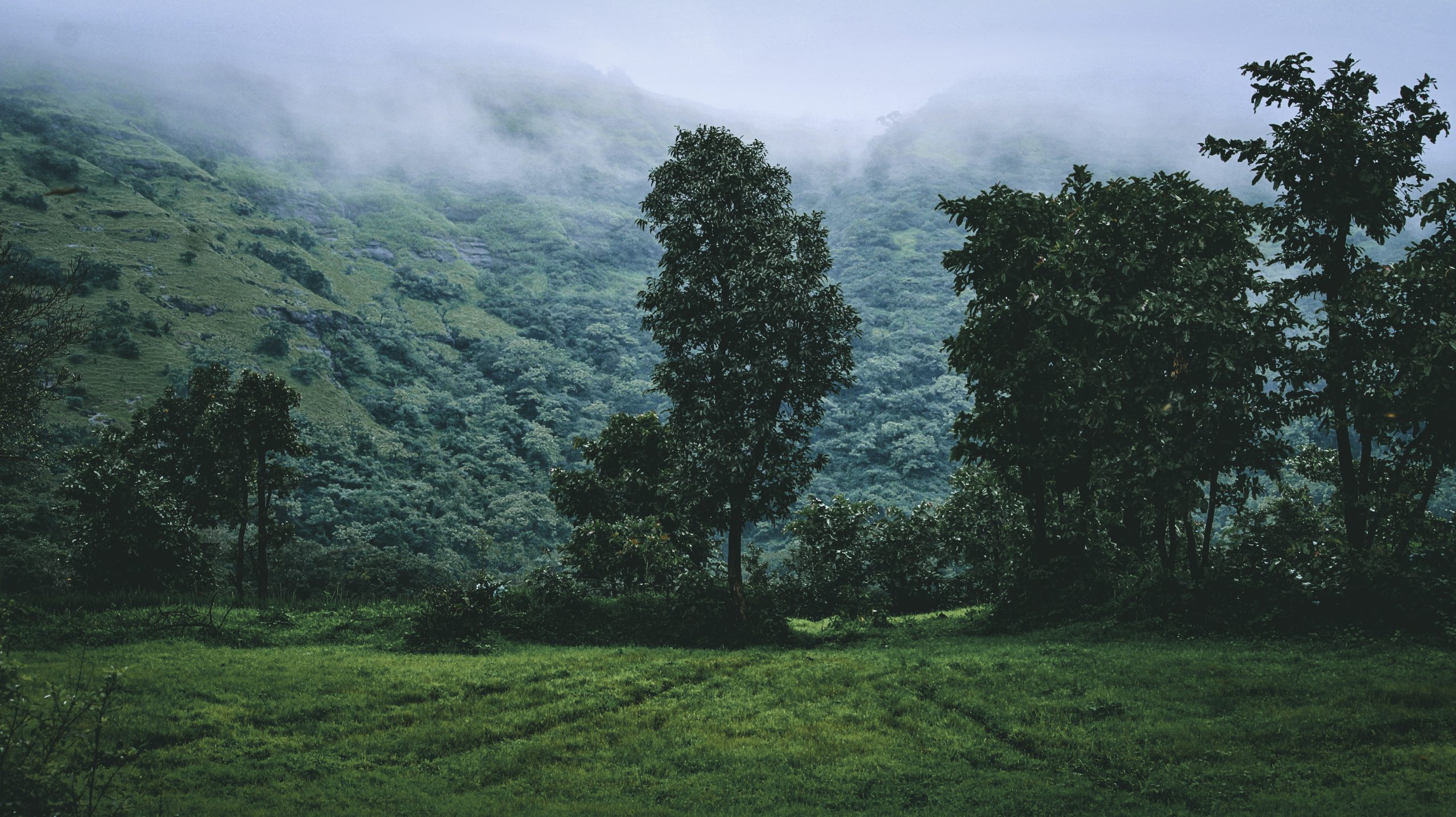 Green Foggy Landscape